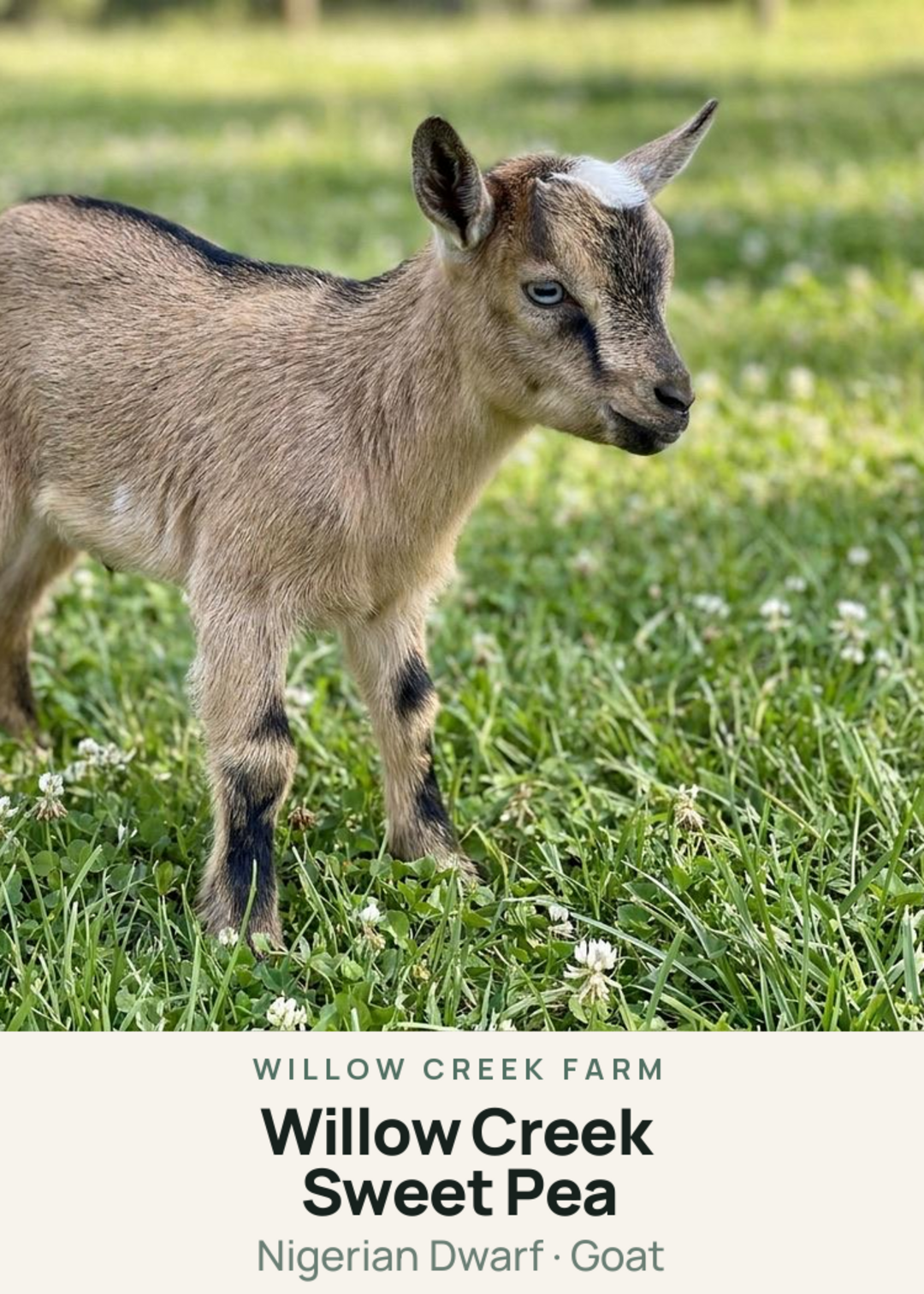Willow Creek Sweet Pea Creature Card