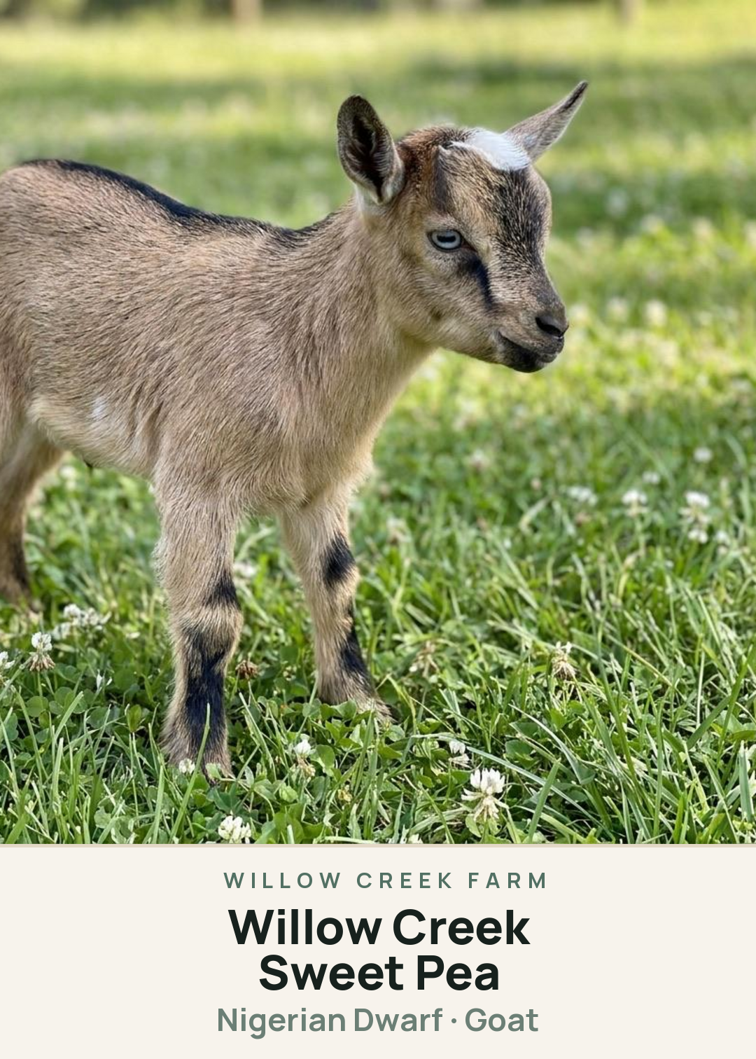 Willow Creek Sweet Pea Creature Card