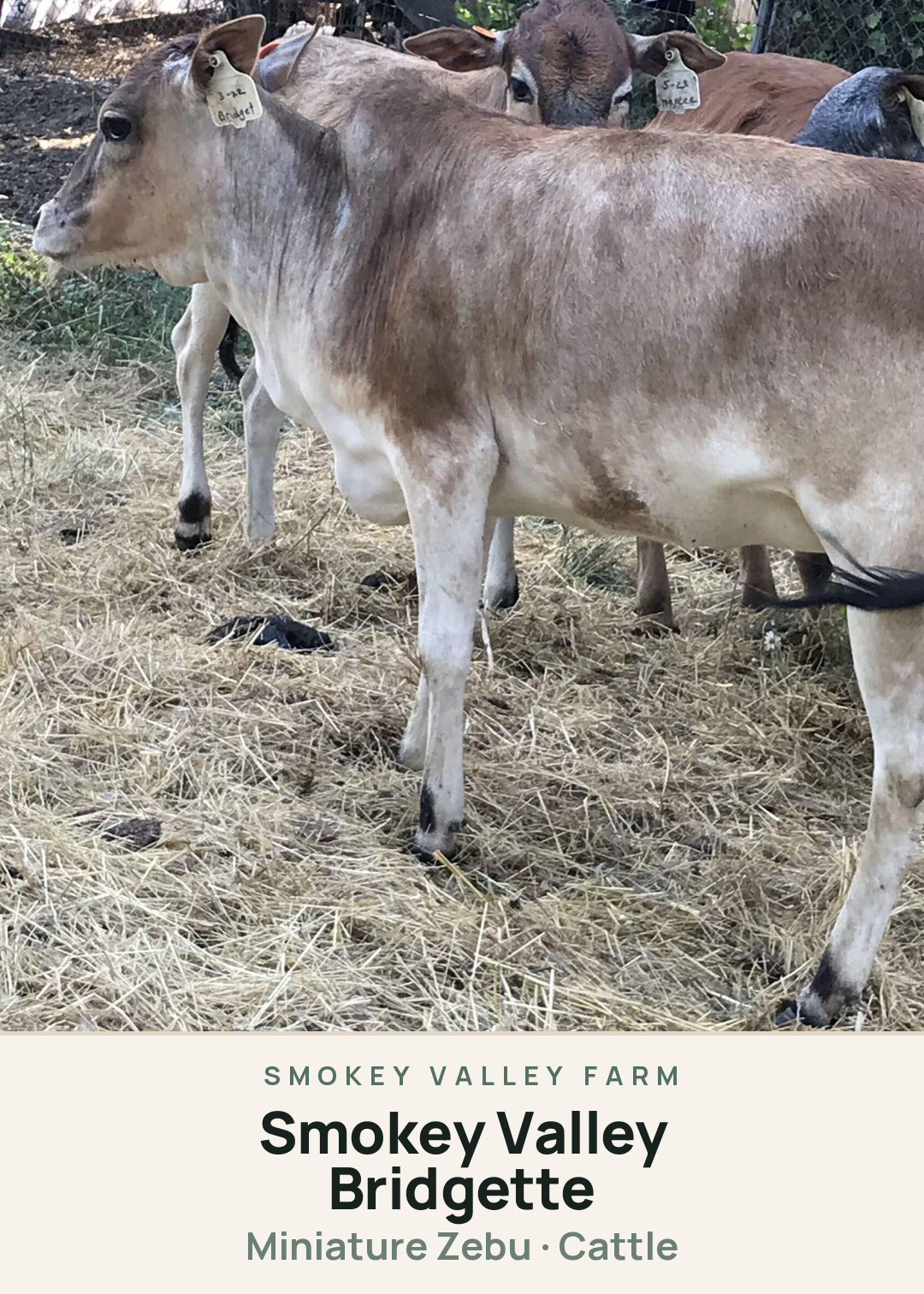 Smokey Valley Bridgette Creature Card