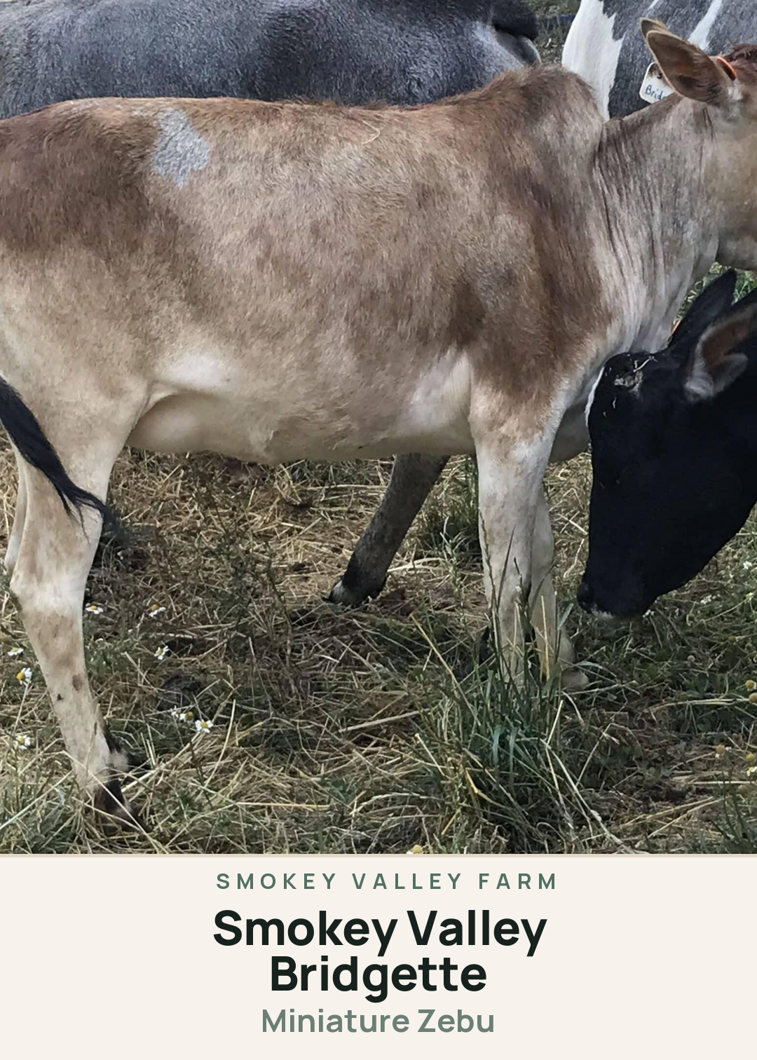 Smokey Valley Bridgette Creature Card