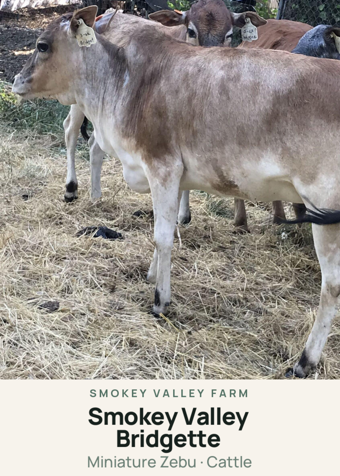Smokey Valley Bridgette Creature Card