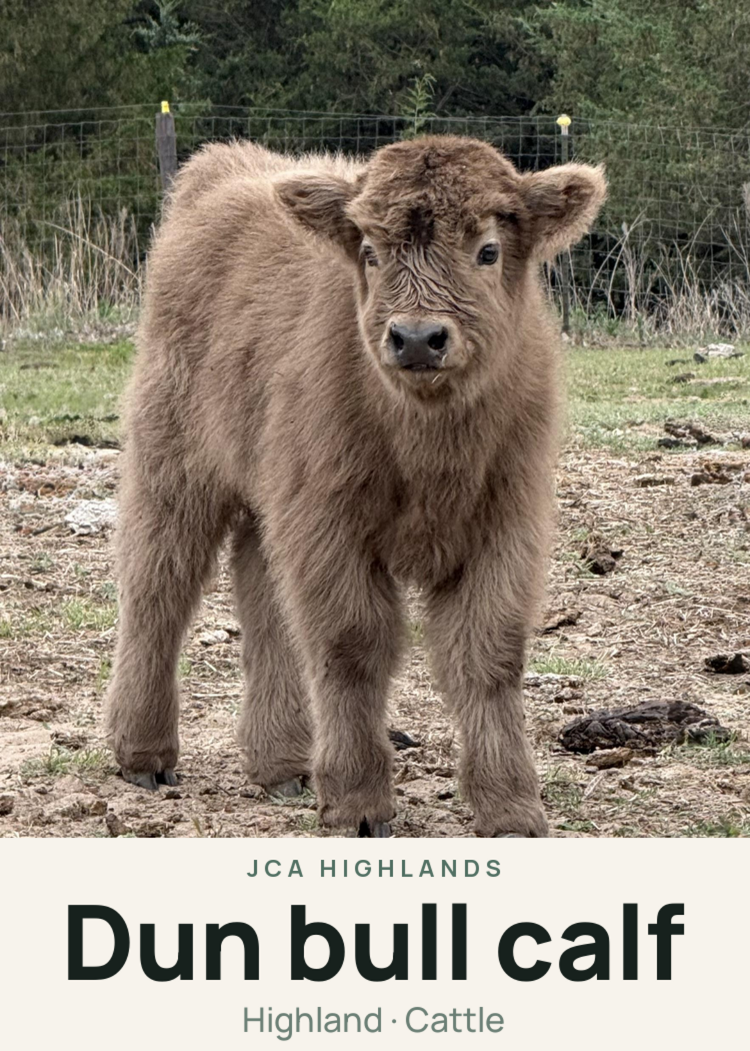 Dun bull calf Creature Card