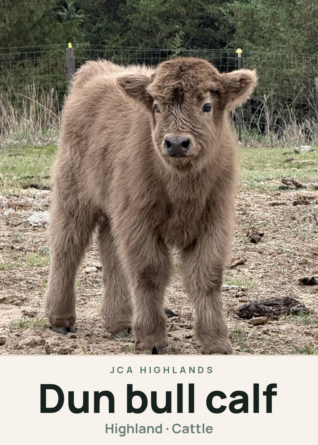 Dun bull calf Creature Card