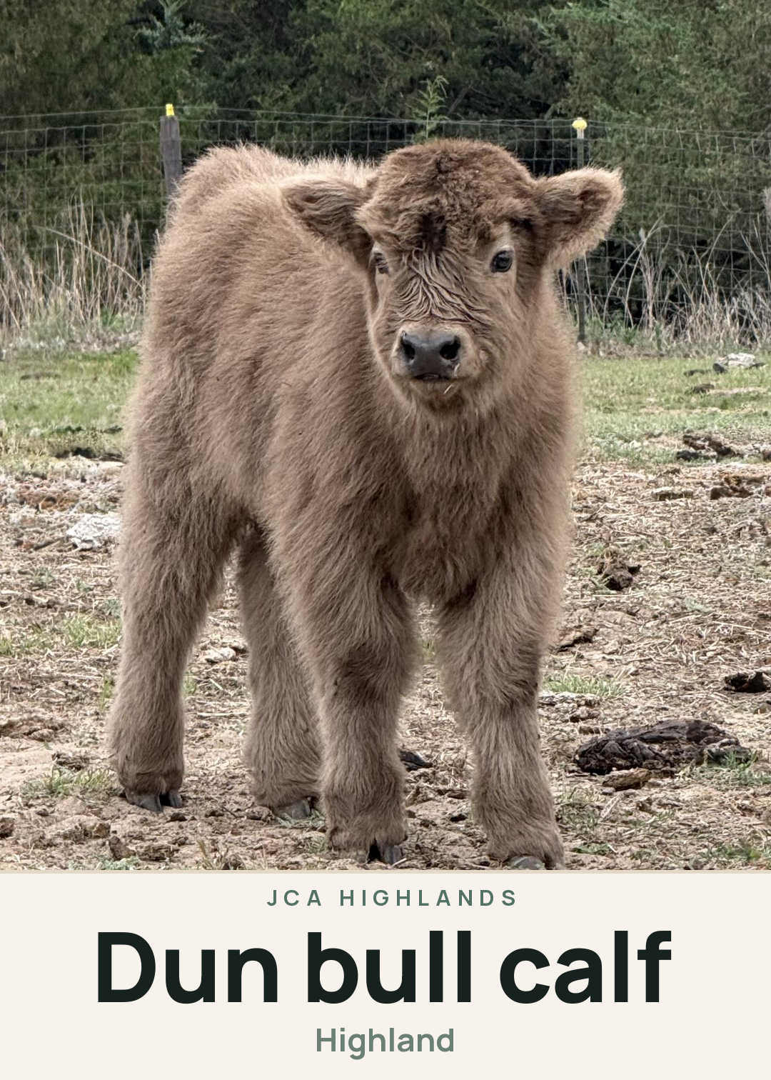 Dun bull calf Creature Card