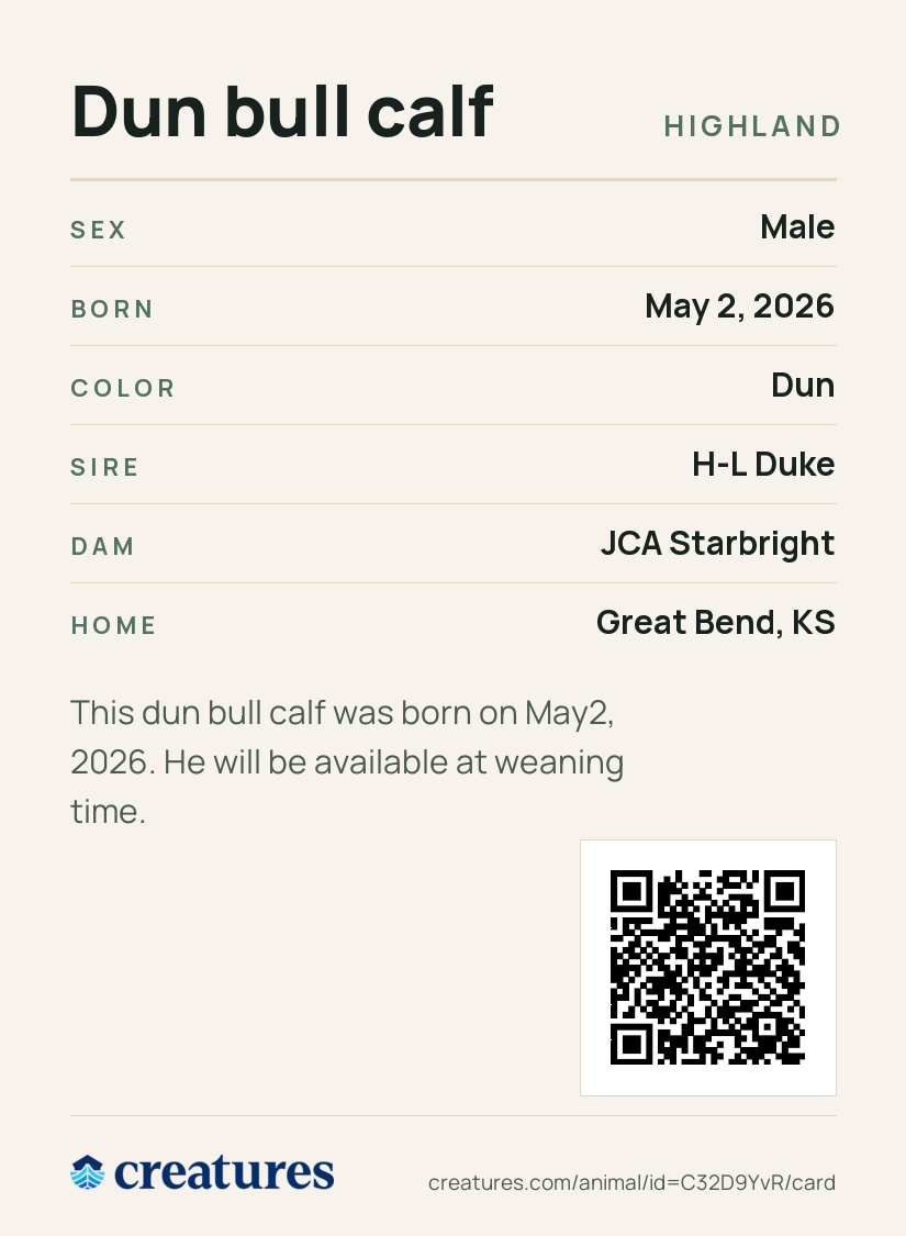 Dun bull calf Creature Card back
