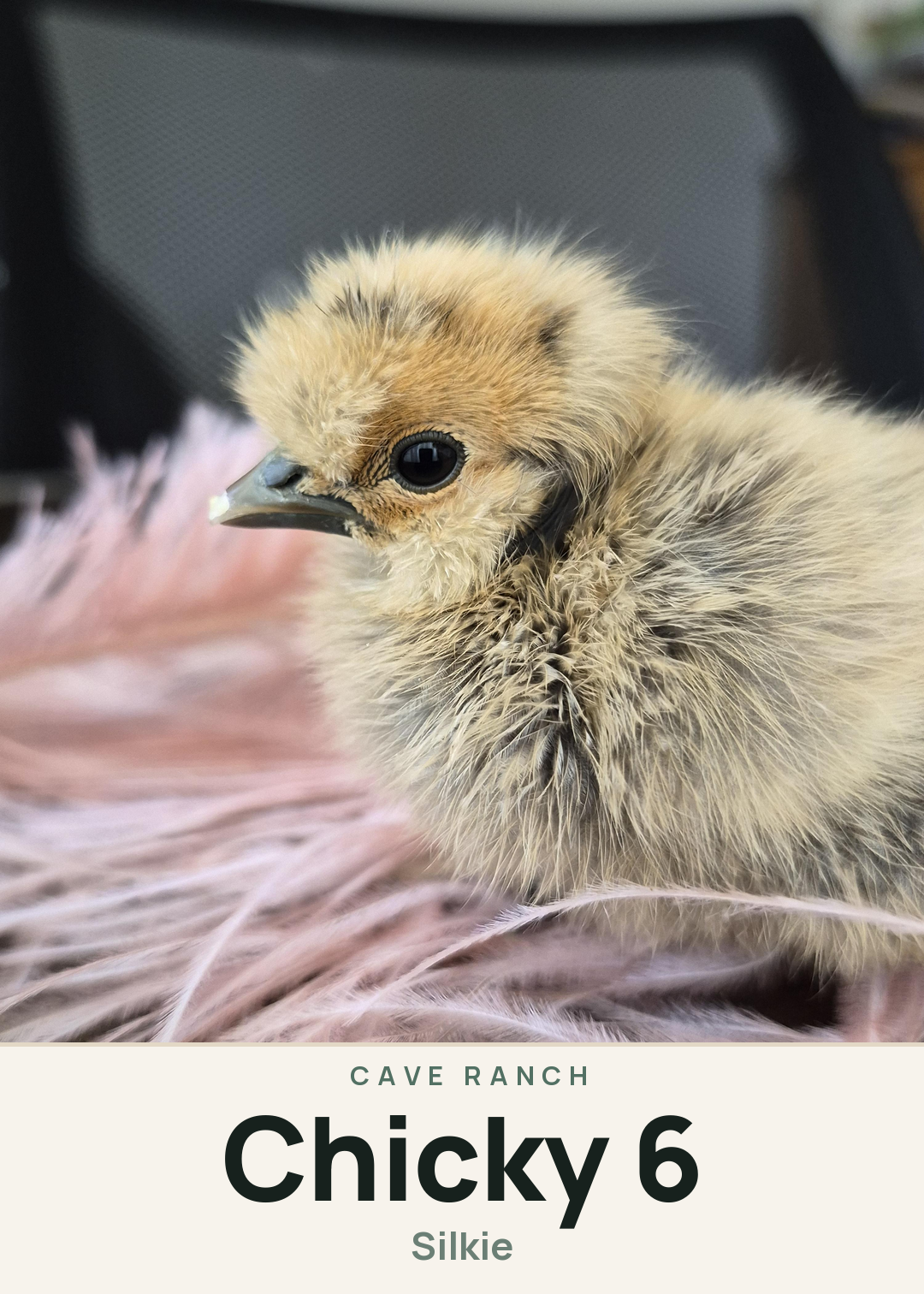 Chicky 6 Creature Card