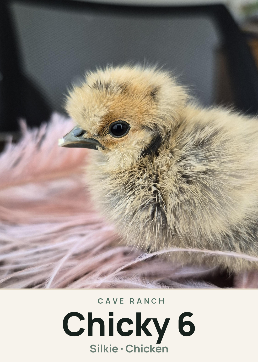 Chicky 6 Creature Card