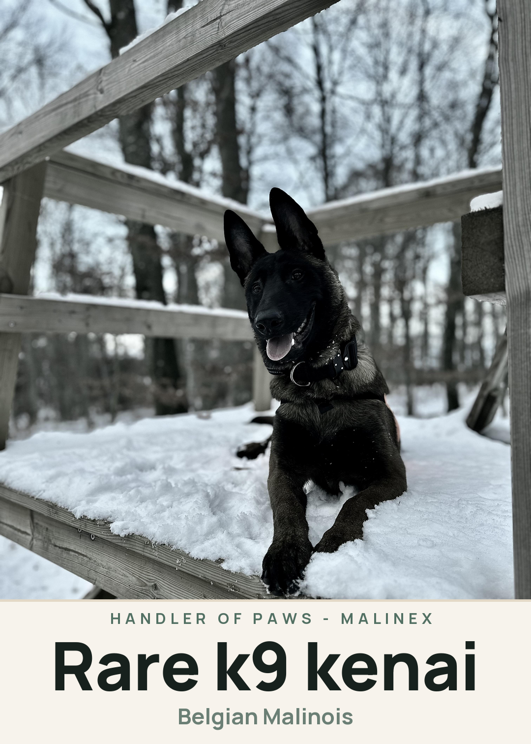 Rare k9 kenai Creature Card