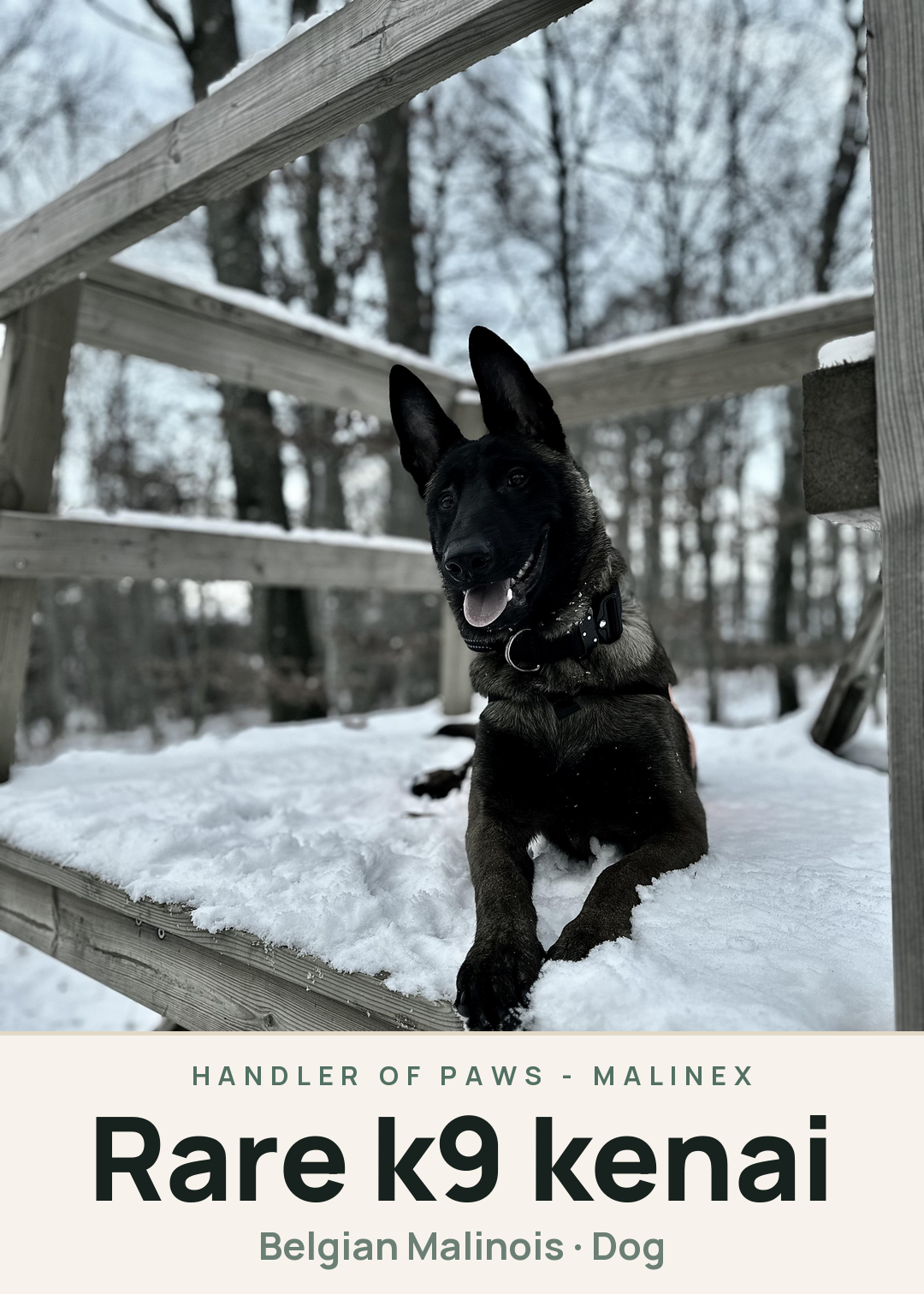 Rare k9 kenai Creature Card
