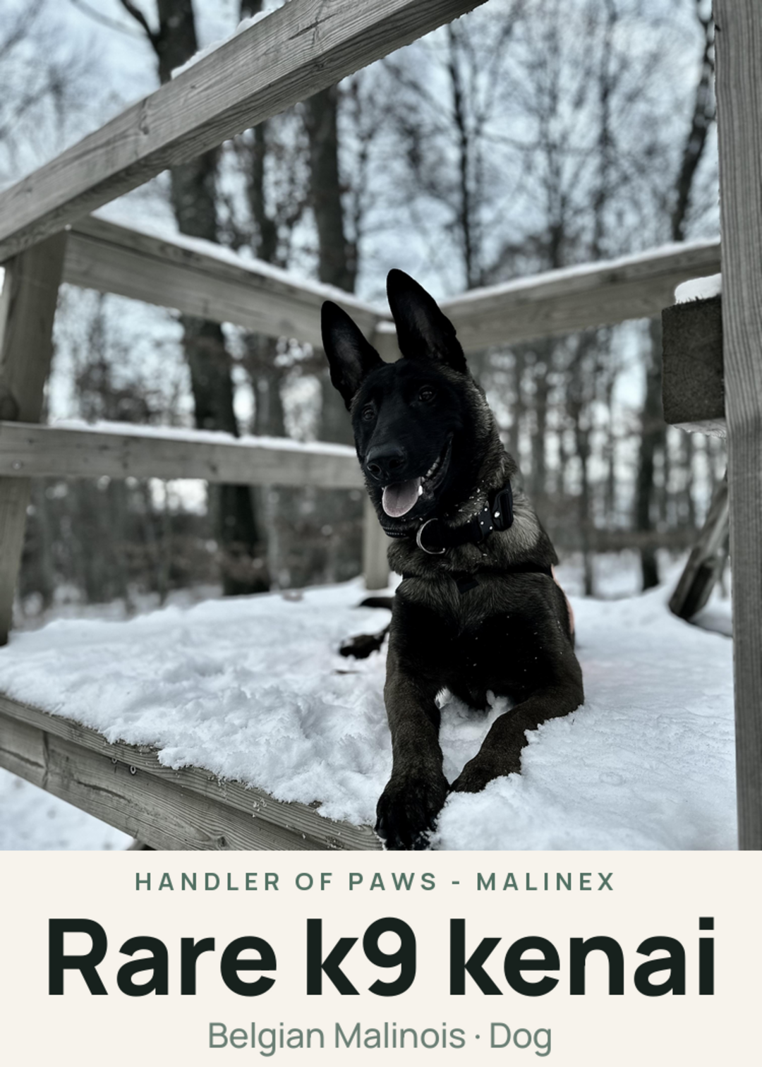 Rare k9 kenai Creature Card
