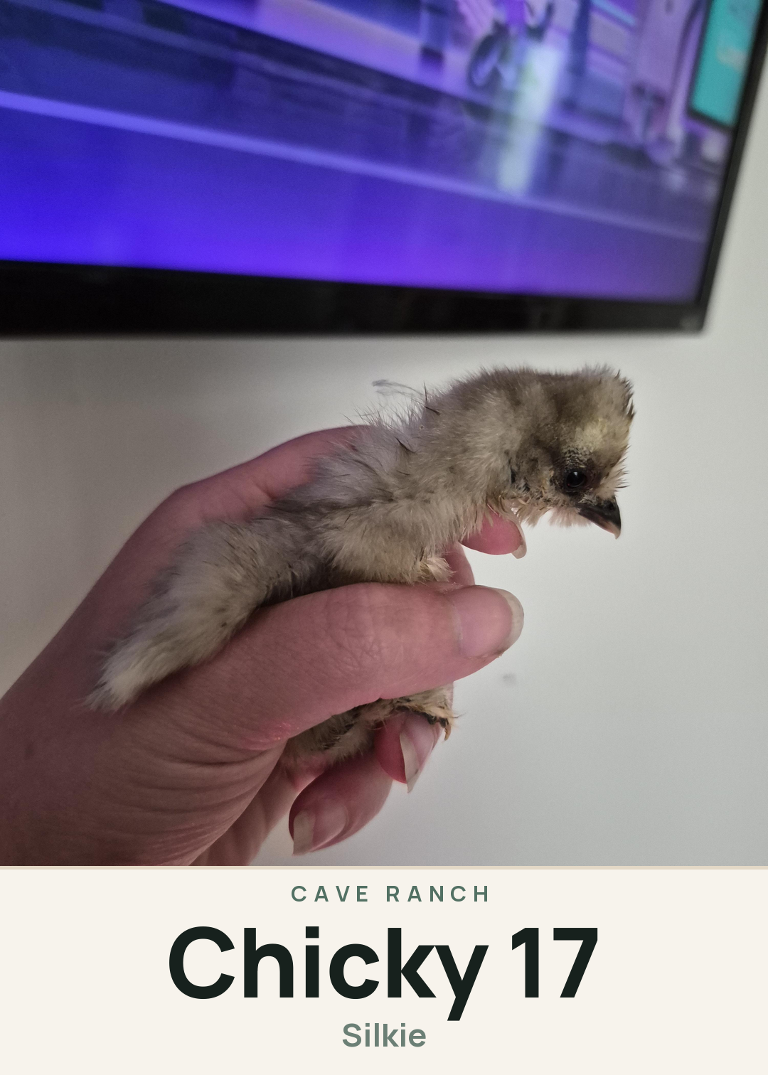 Chicky 17 Creature Card