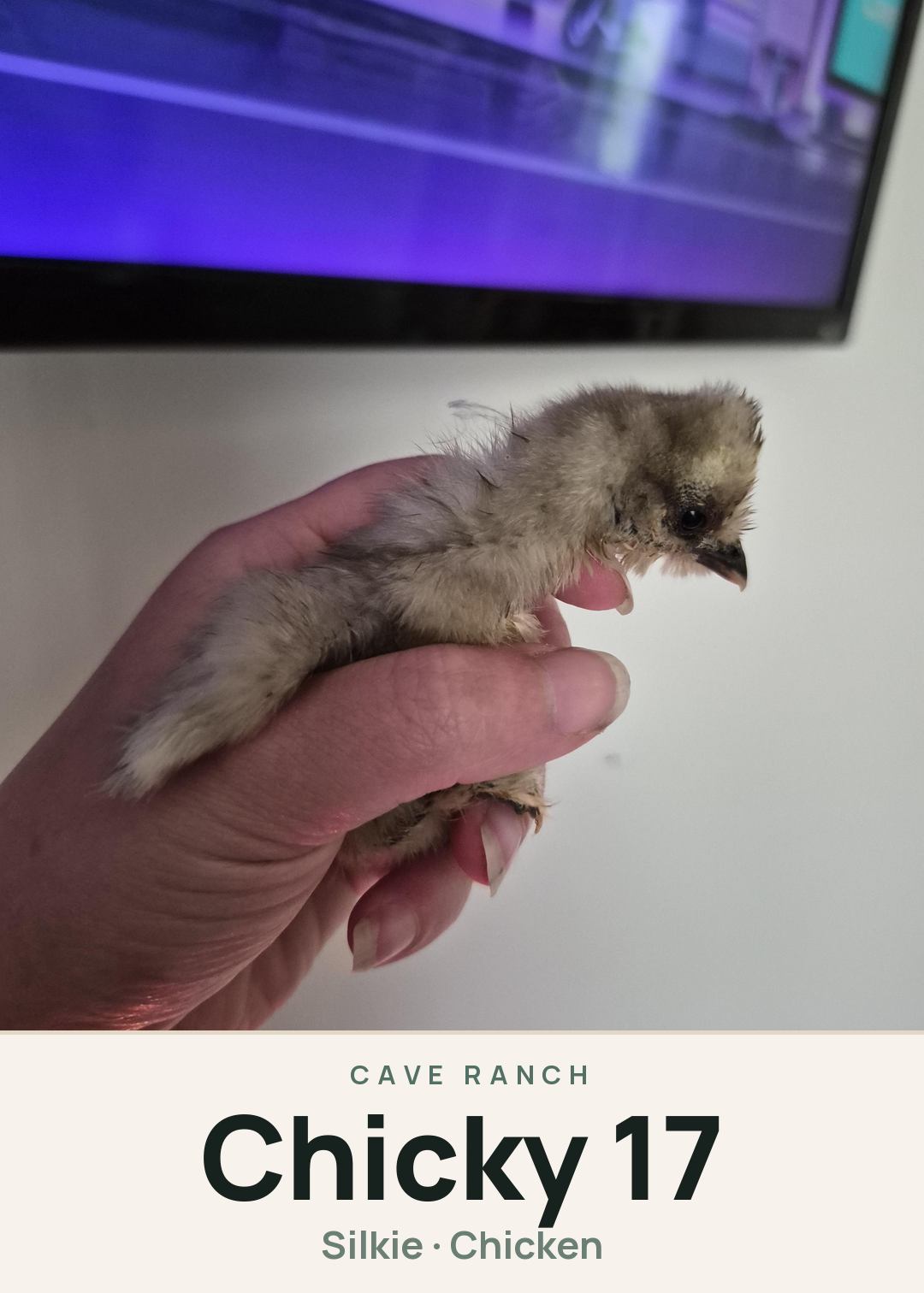 Chicky 17 Creature Card
