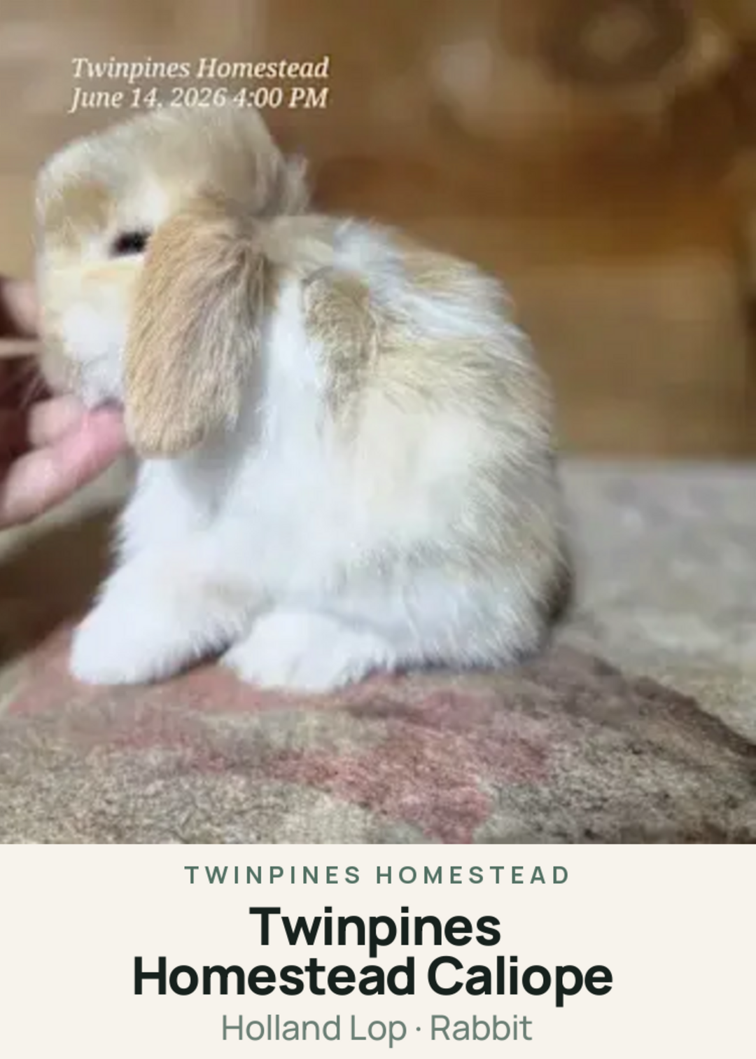 Twinpines Homestead Caliope Creature Card
