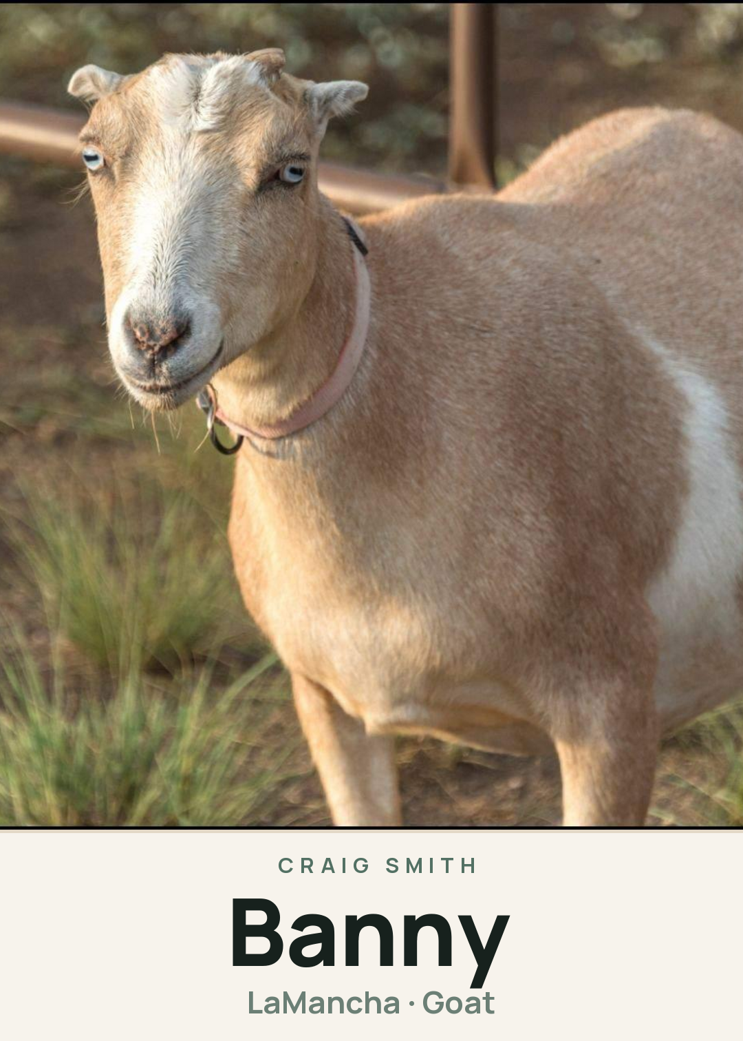 Banny Creature Card