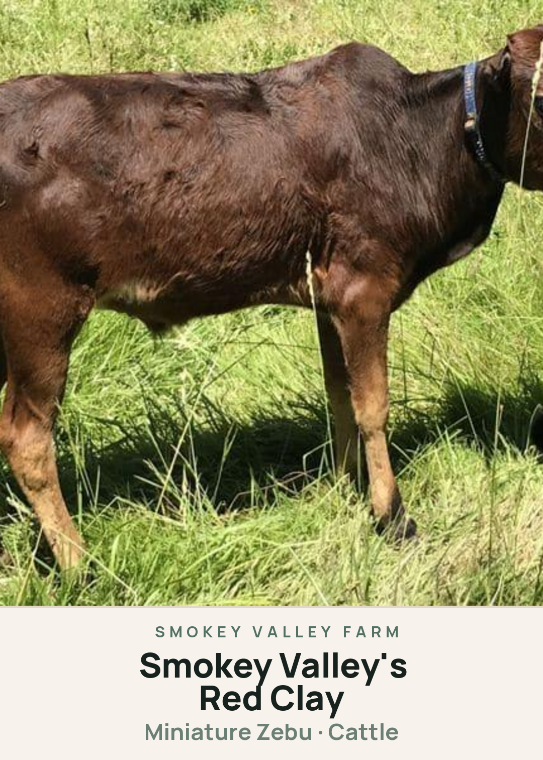 Smokey Valley's Red Clay Creature Card