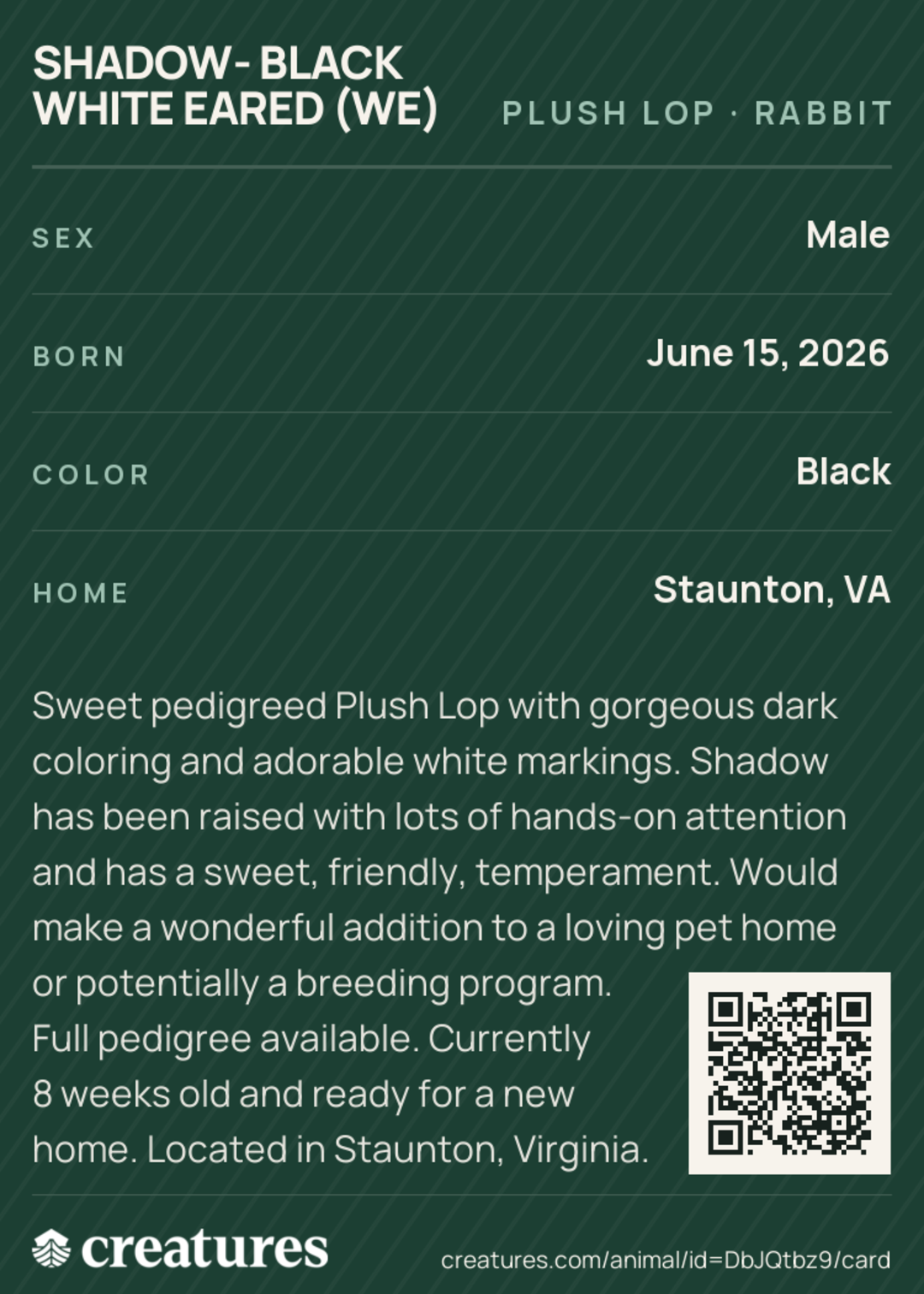 Shadow- Black White Eared (WE) Creature Card back