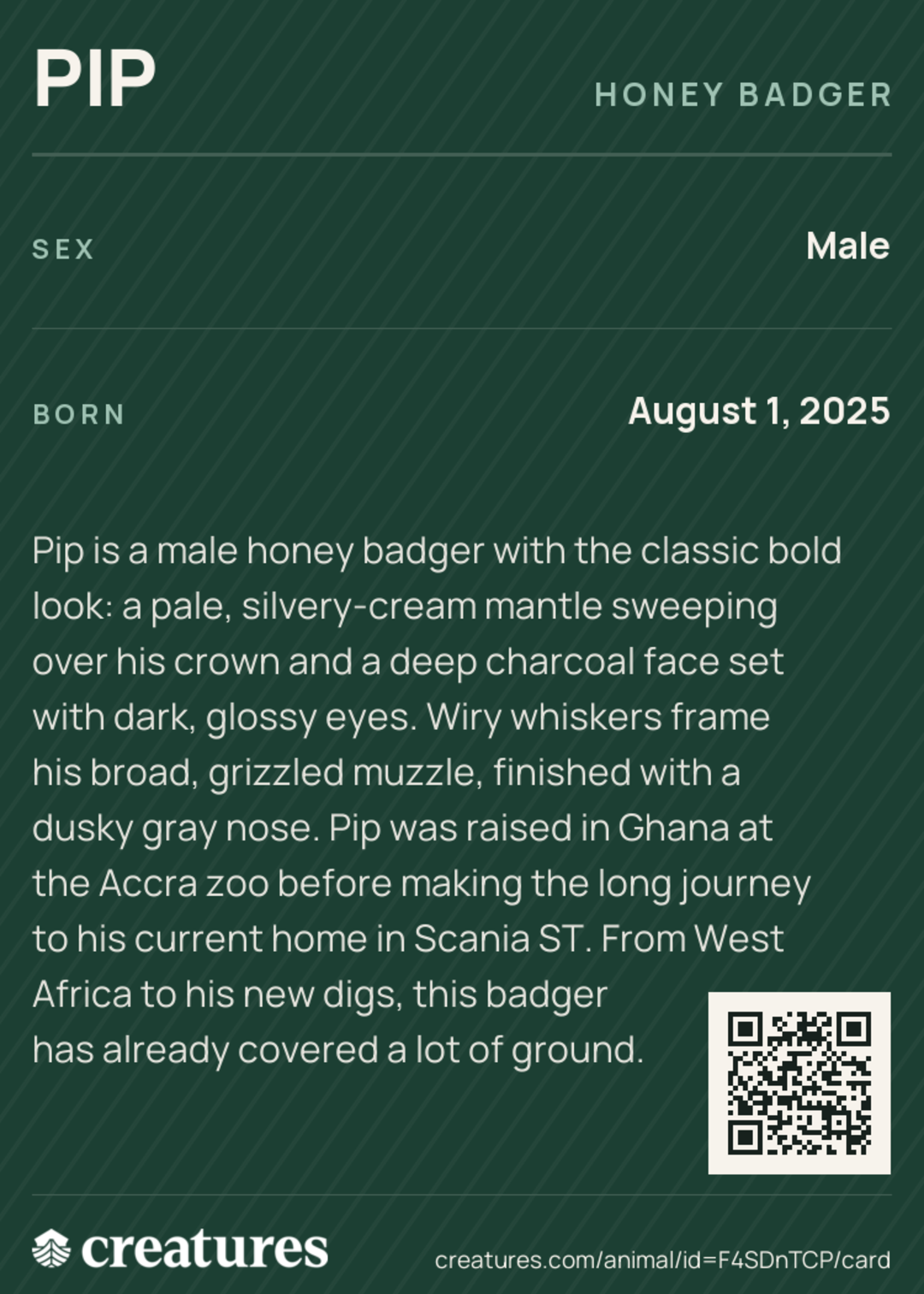 Pip Creature Card back