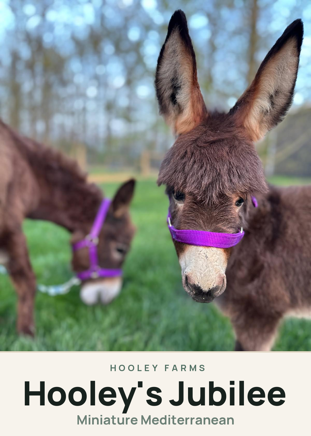 Hooley's Jubilee Creature Card