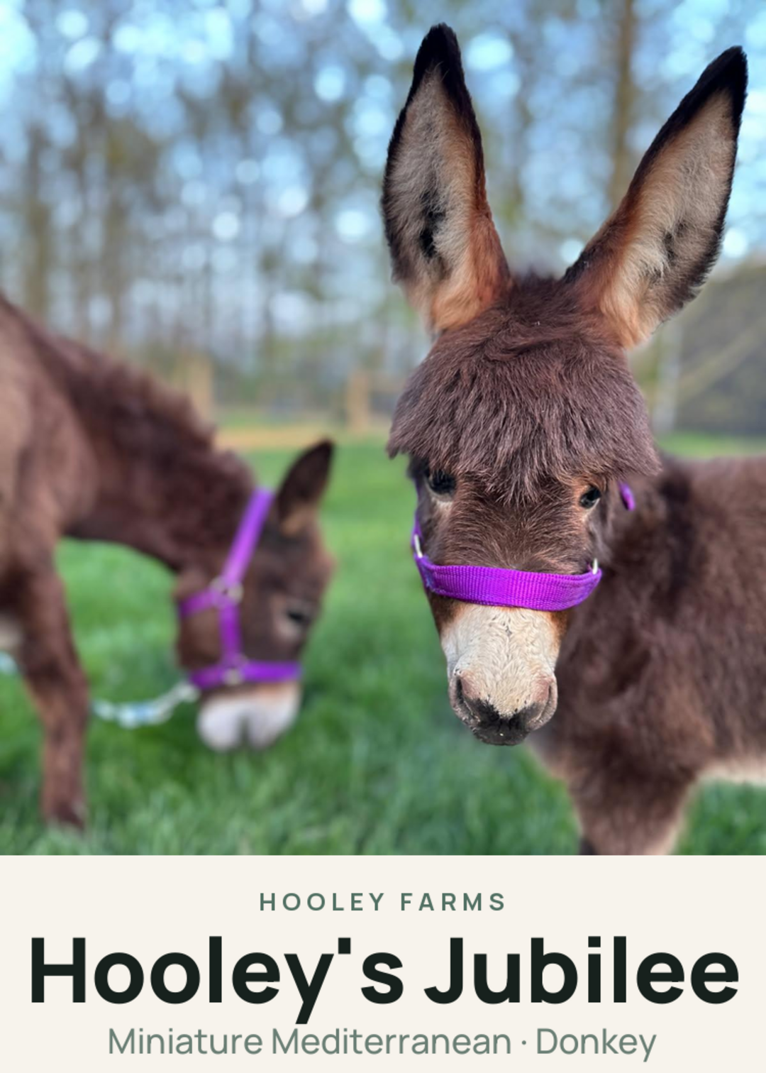 Hooley's Jubilee Creature Card