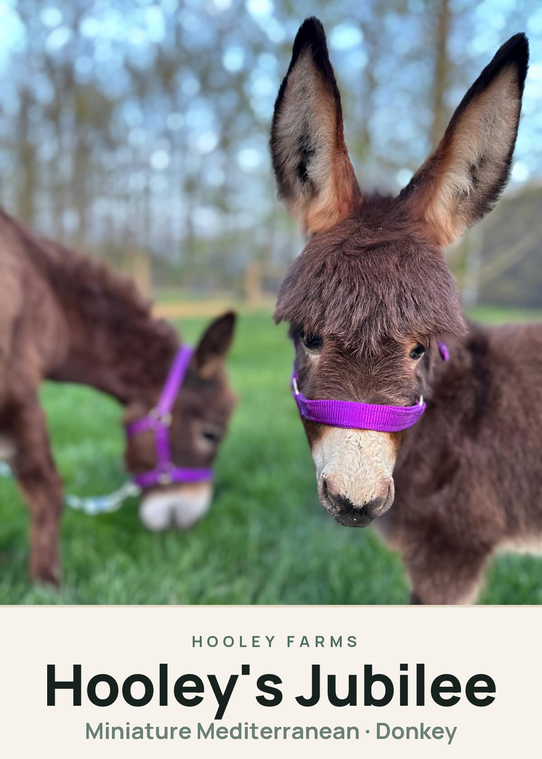 Hooley's Jubilee Creature Card
