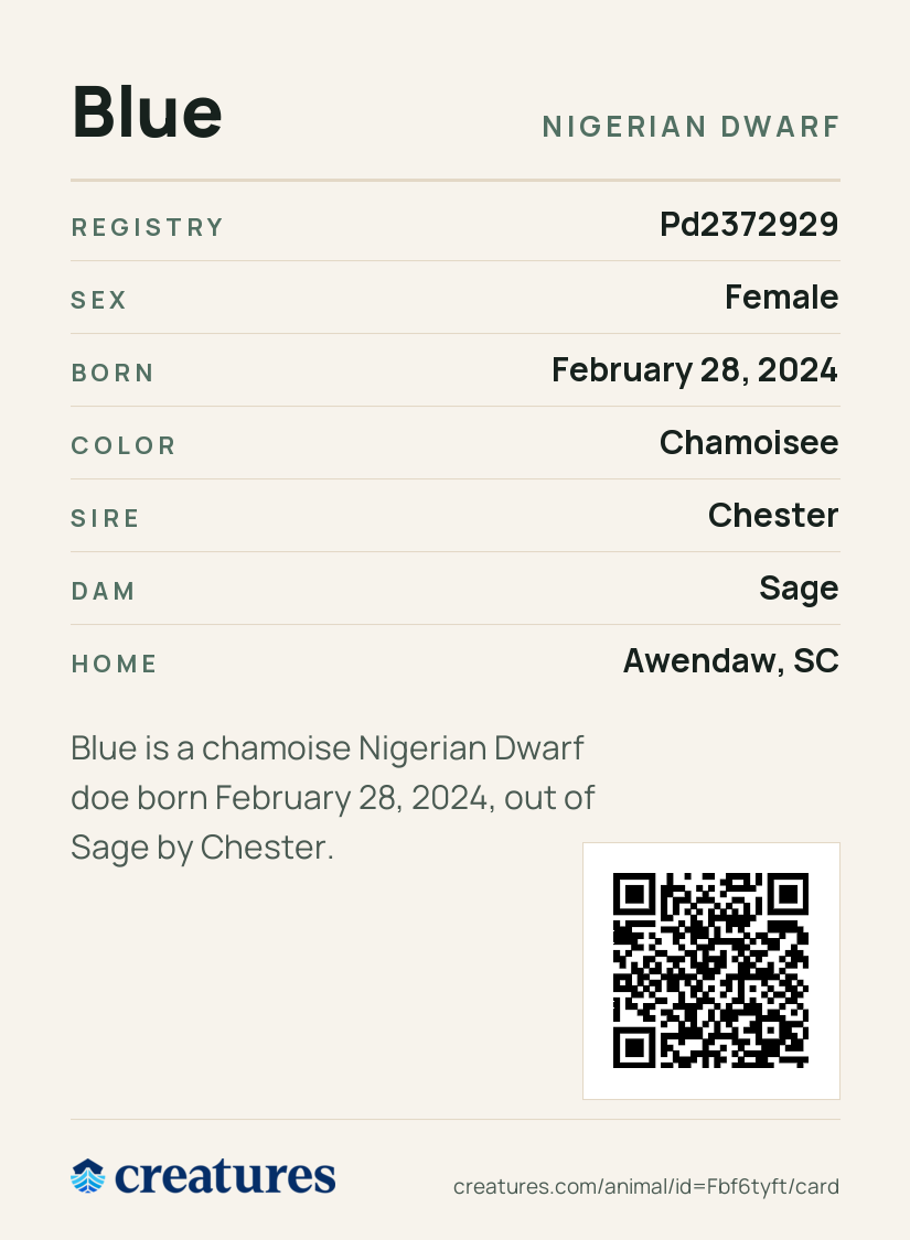 Blue Creature Card back
