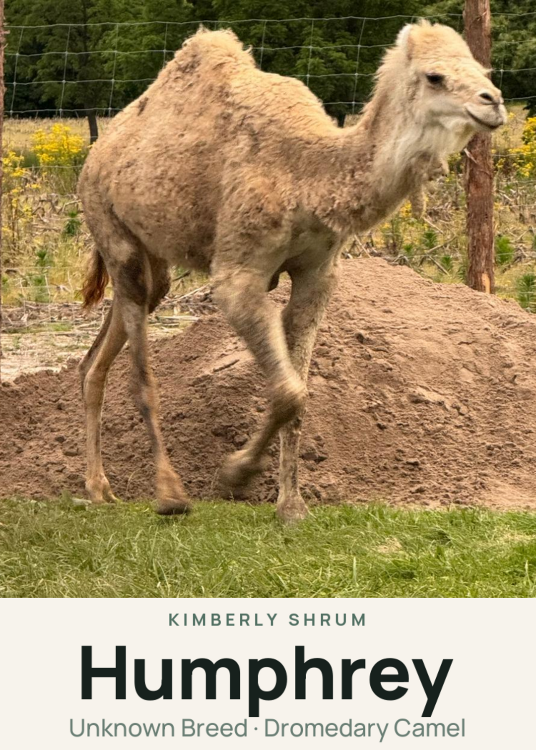 Humphrey Creature Card