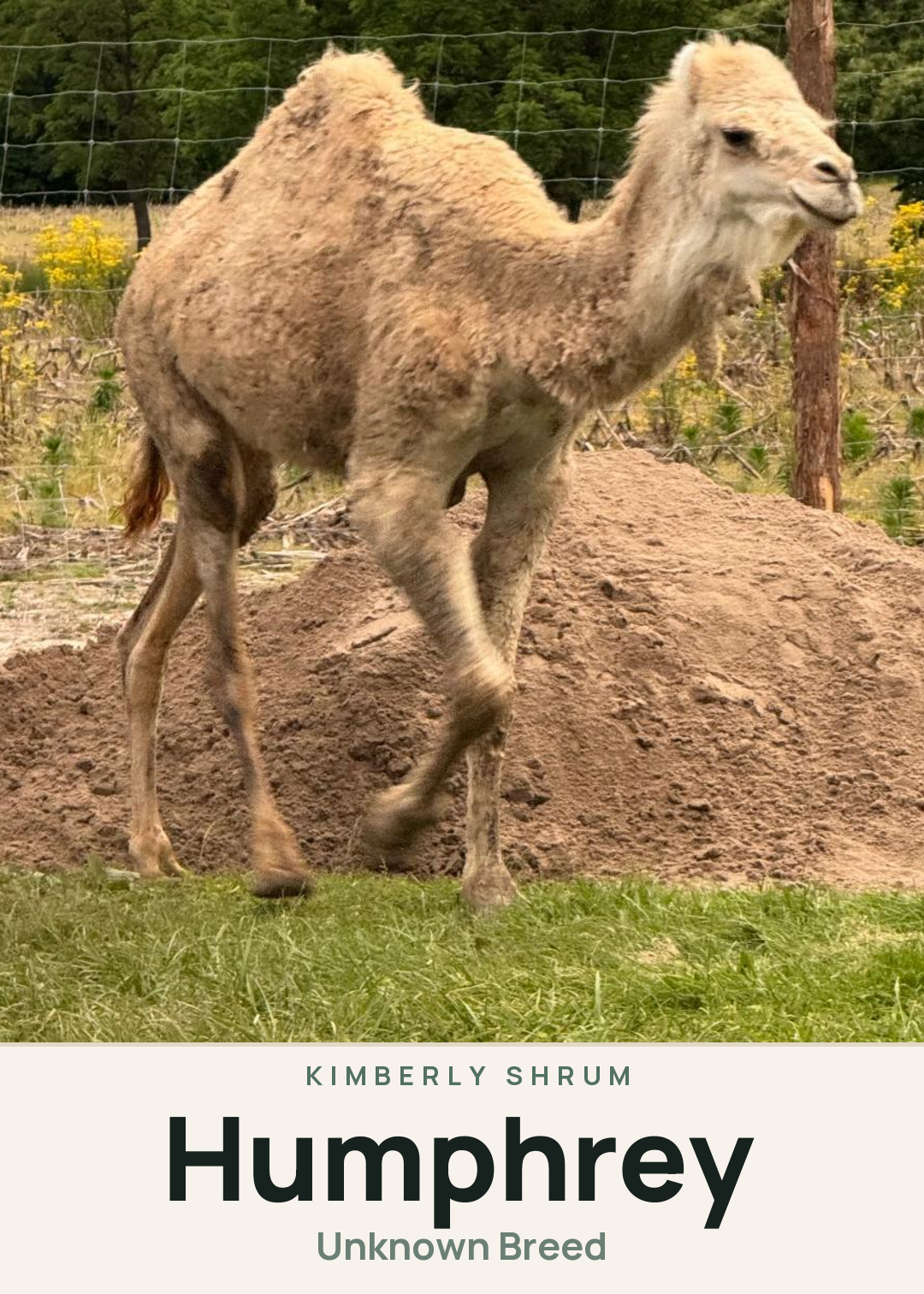 Humphrey Creature Card