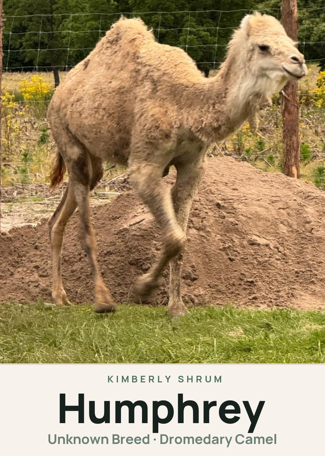 Humphrey Creature Card