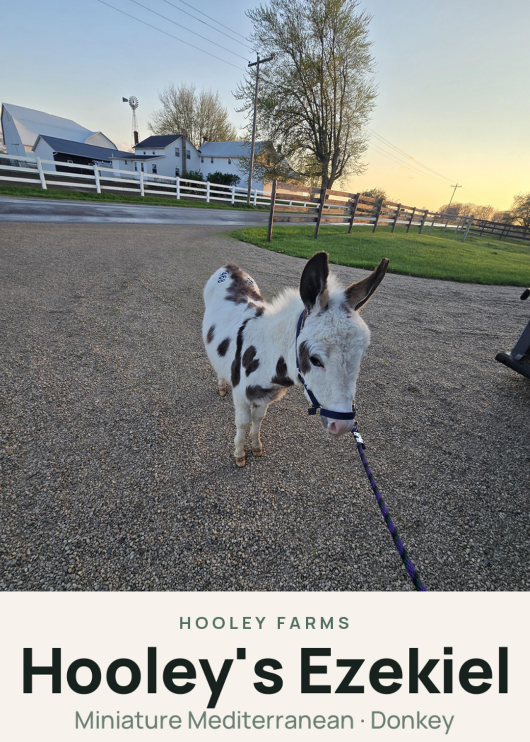 Hooley's Ezekiel Creature Card