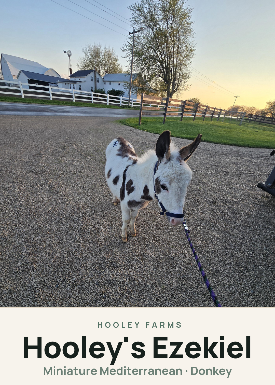 Hooley's Ezekiel Creature Card