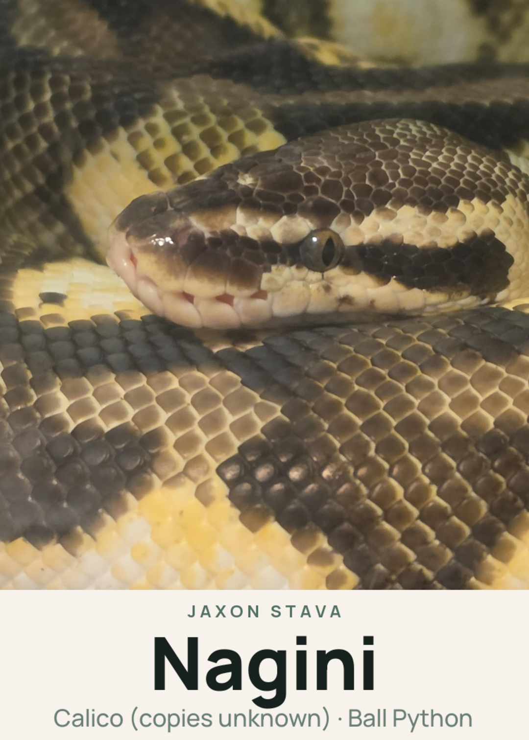 Nagini Creature Card