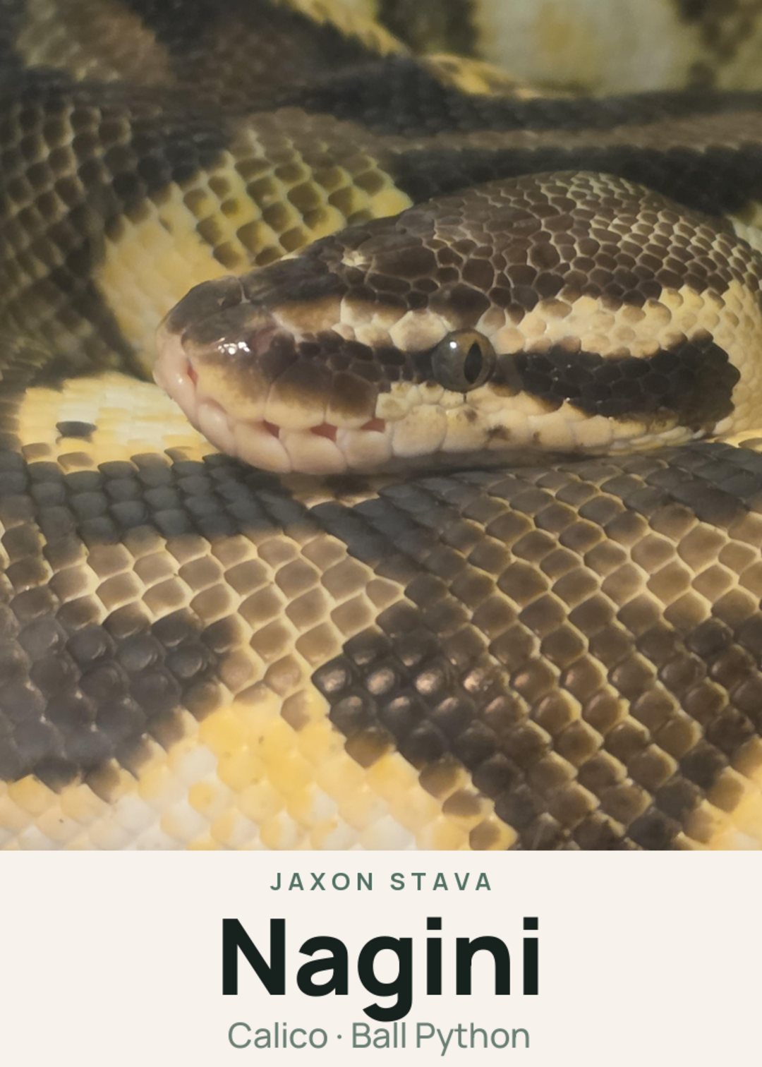 Nagini Creature Card