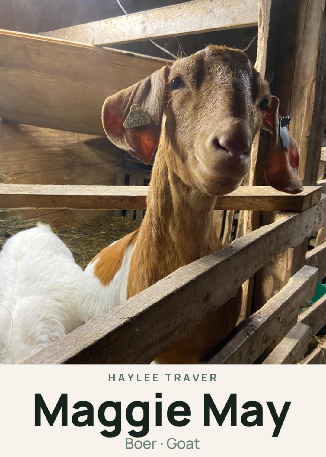Maggie May Creature Card