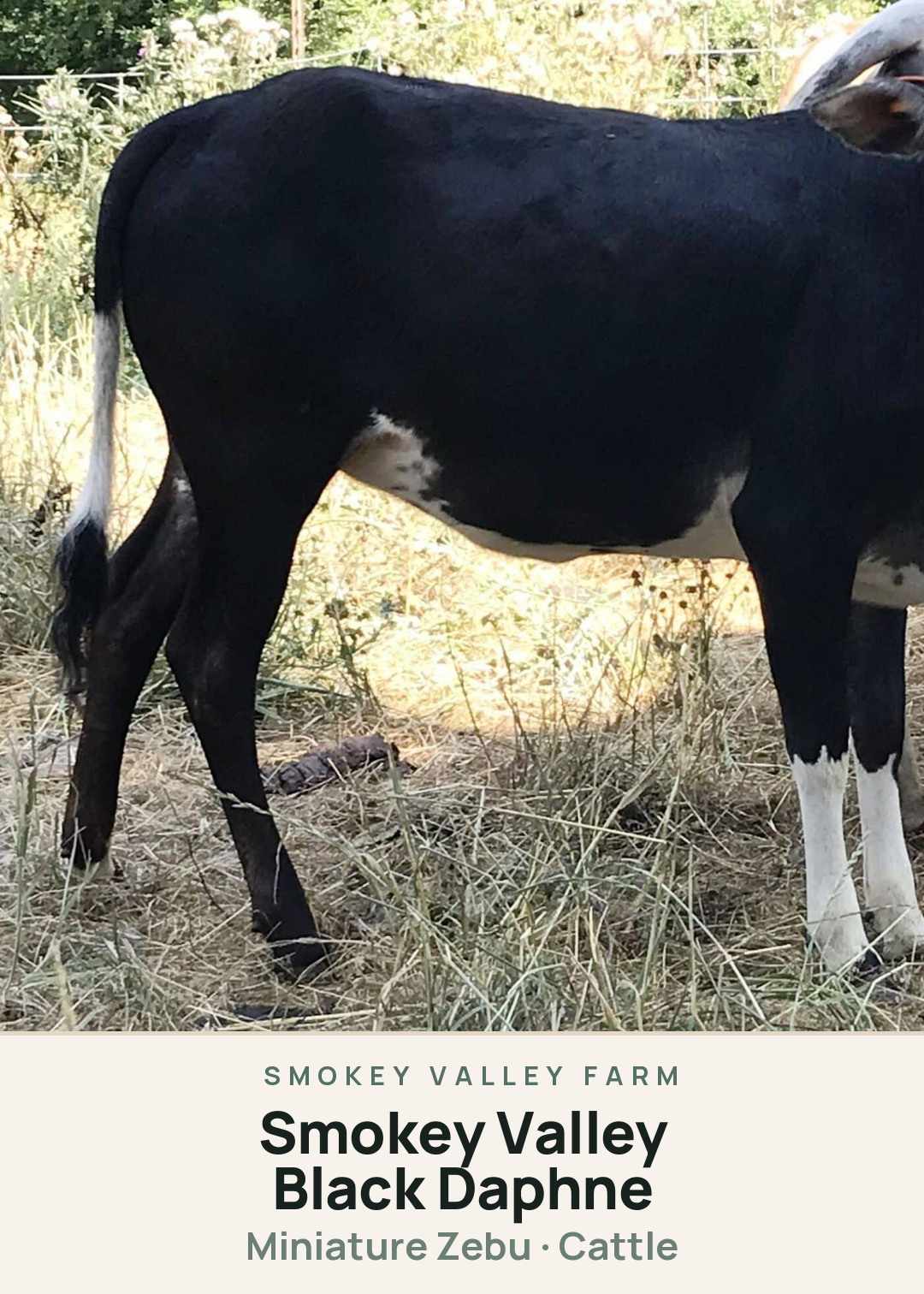 Smokey Valley Black Daphne Creature Card