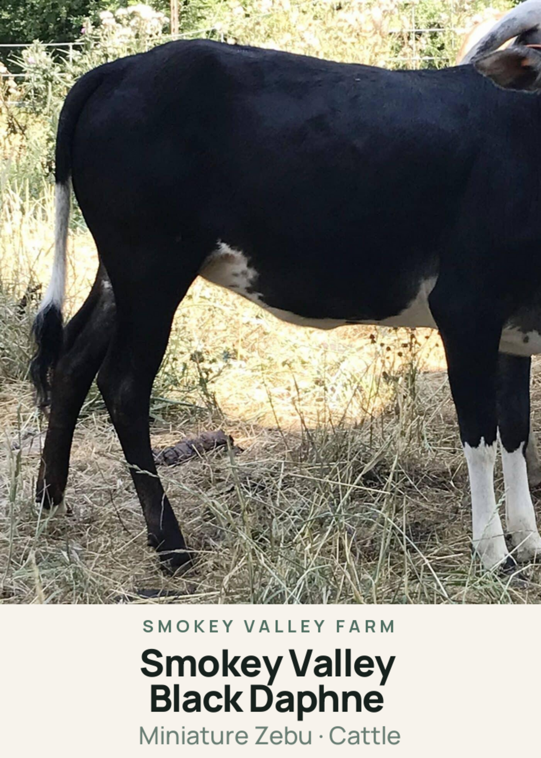 Smokey Valley Black Daphne Creature Card