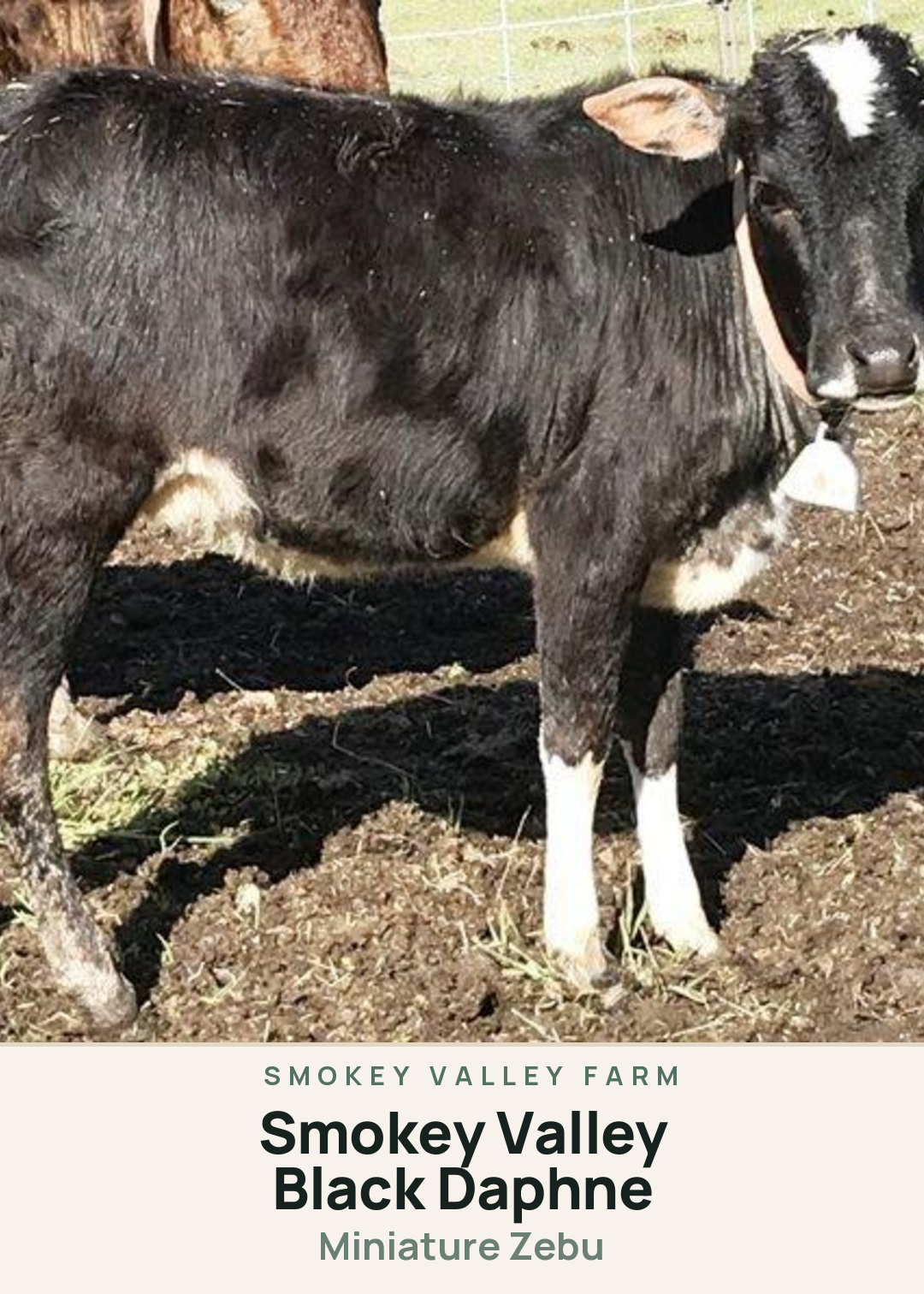 Smokey Valley Black Daphne Creature Card