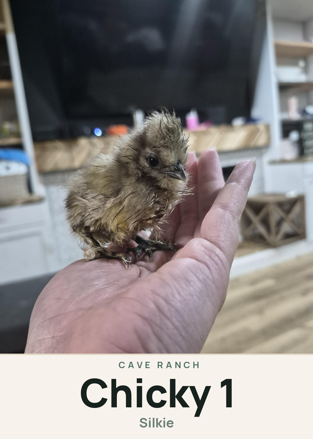 Chicky 1 Creature Card