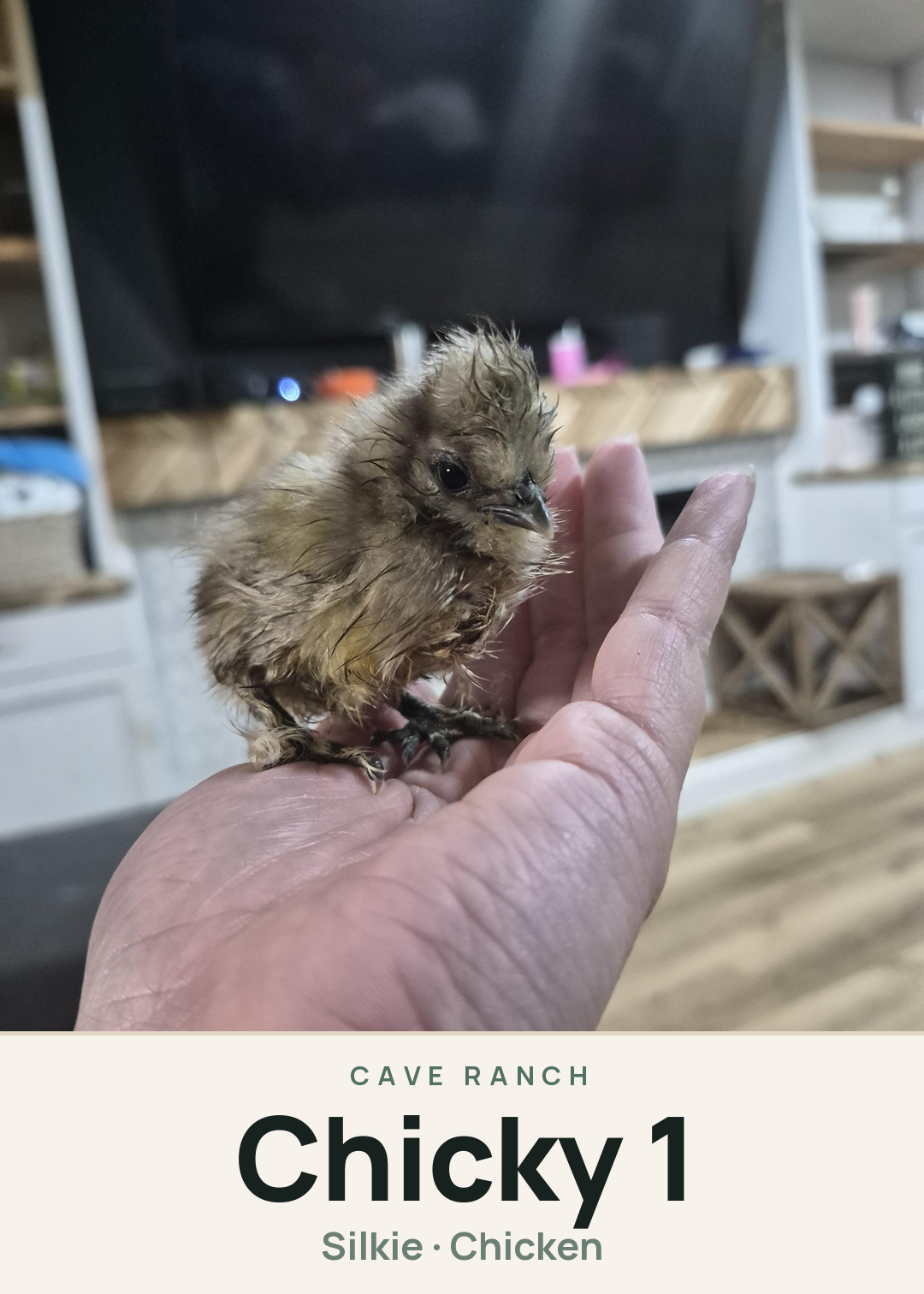 Chicky 1 Creature Card