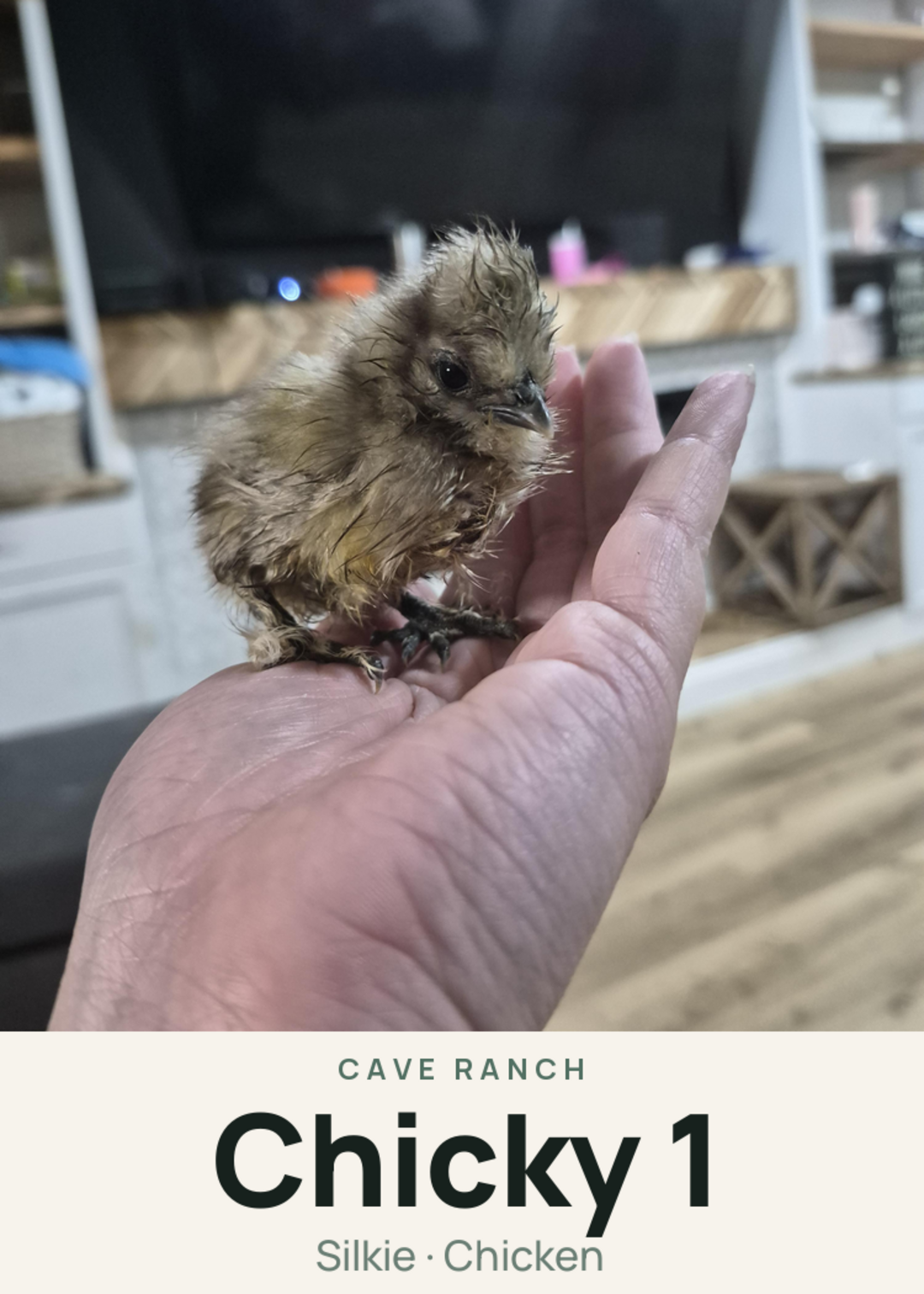 Chicky 1 Creature Card