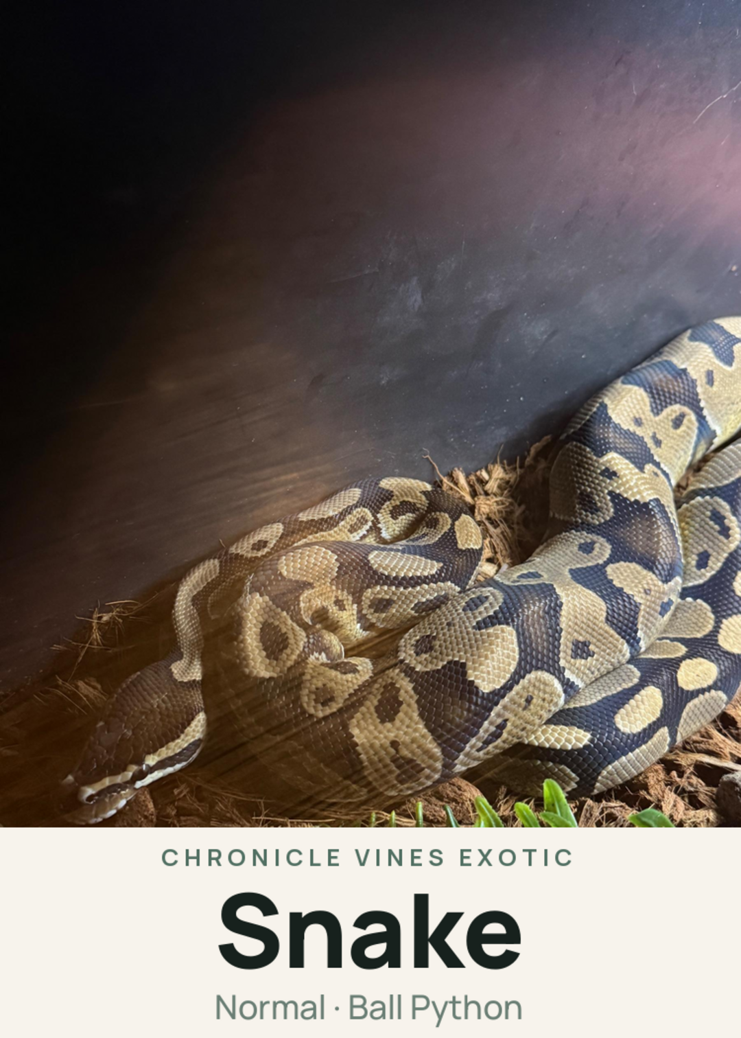 Snake Creature Card