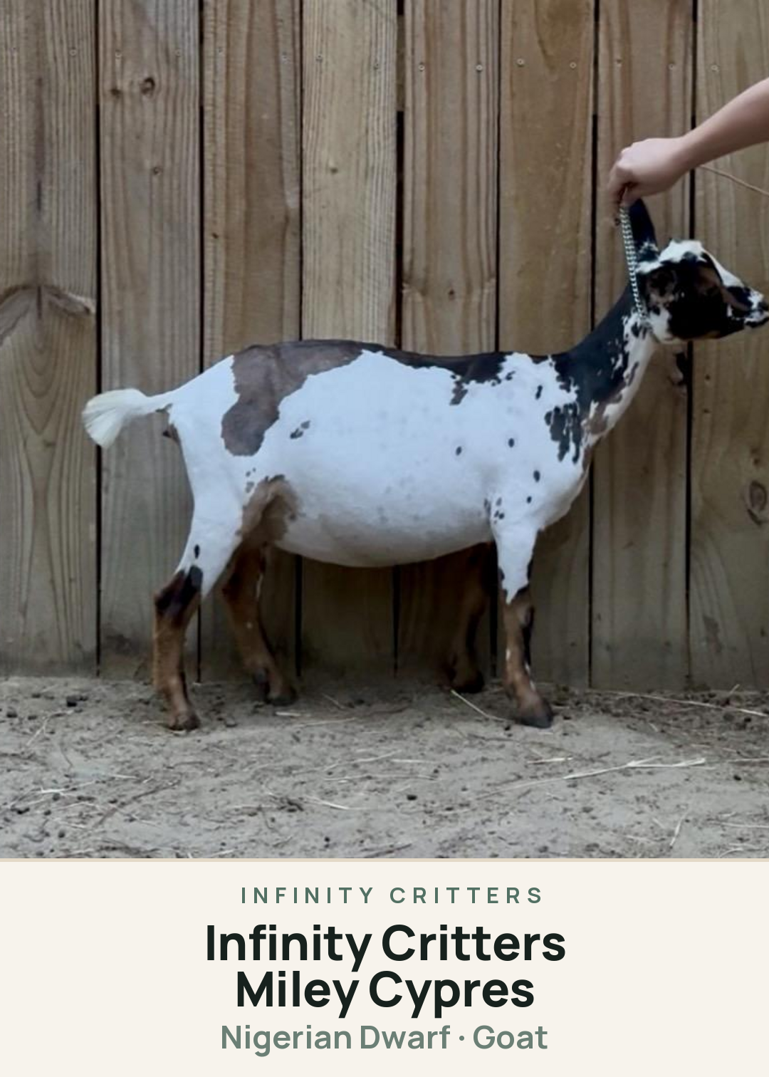 Infinity Critters Miley Cypres Creature Card