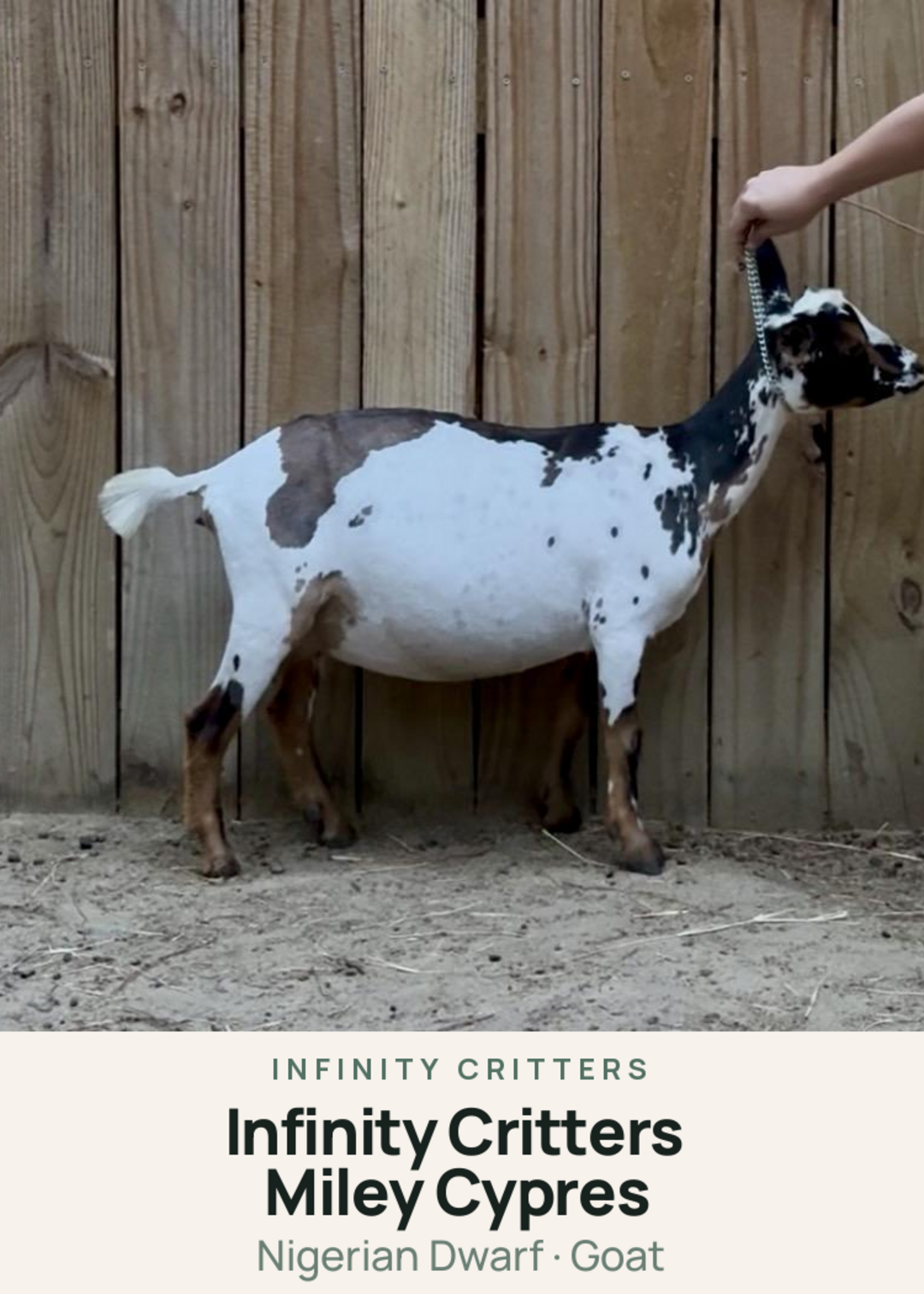 Infinity Critters Miley Cypres Creature Card