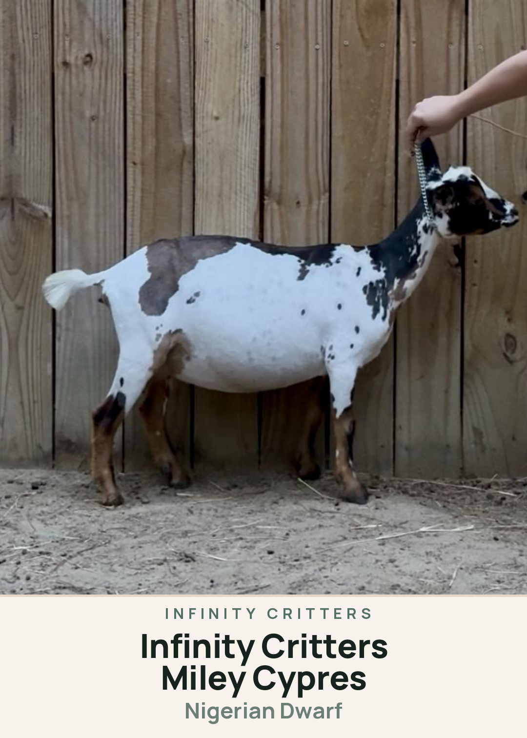 Infinity Critters Miley Cypres Creature Card