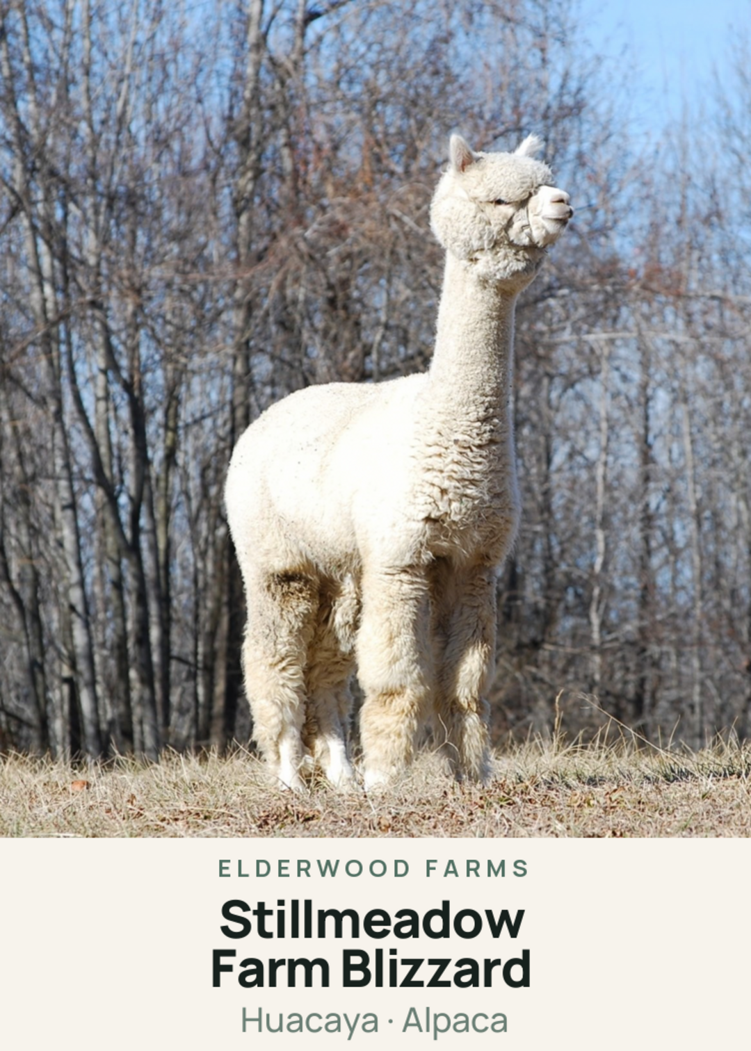Stillmeadow Farm Blizzard Creature Card