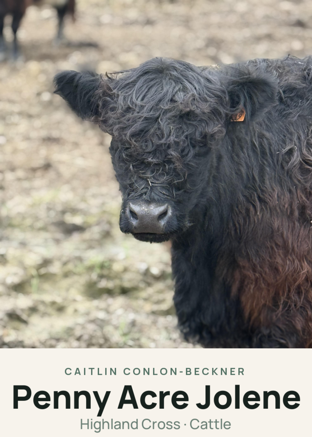 Penny Acre Jolene Creature Card