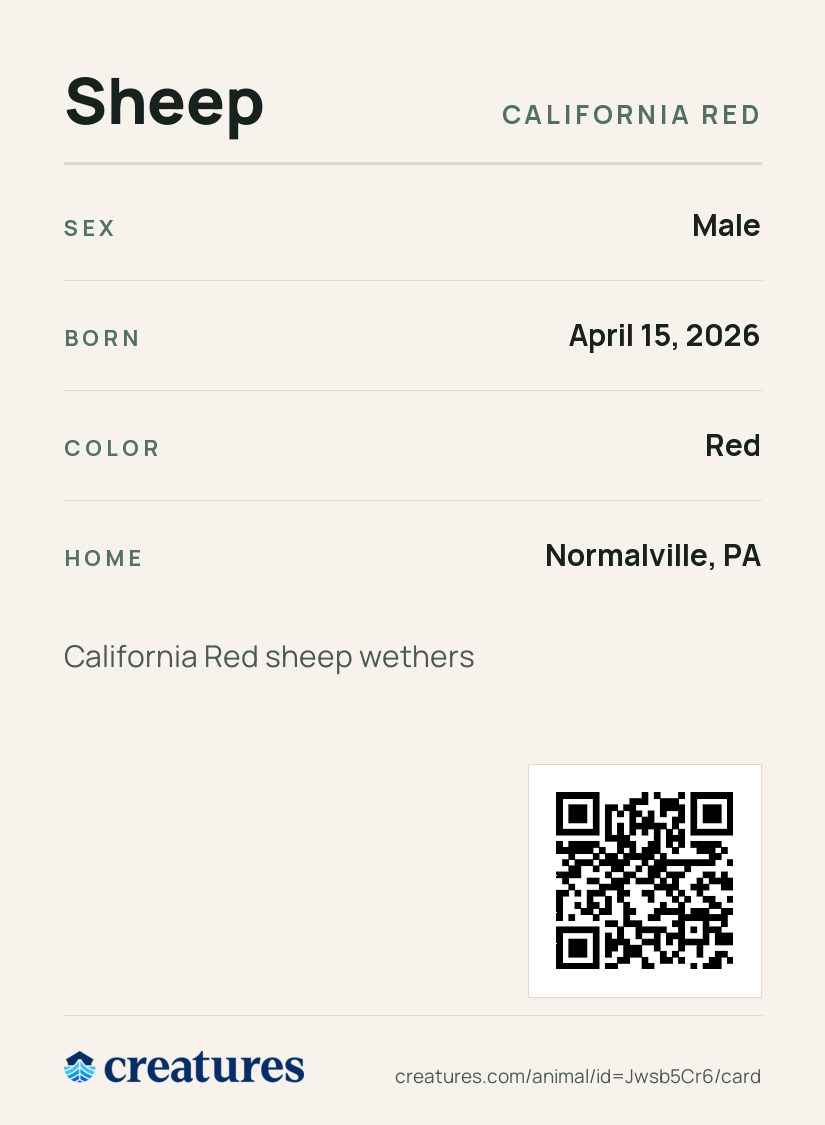 Sheep Creature Card back