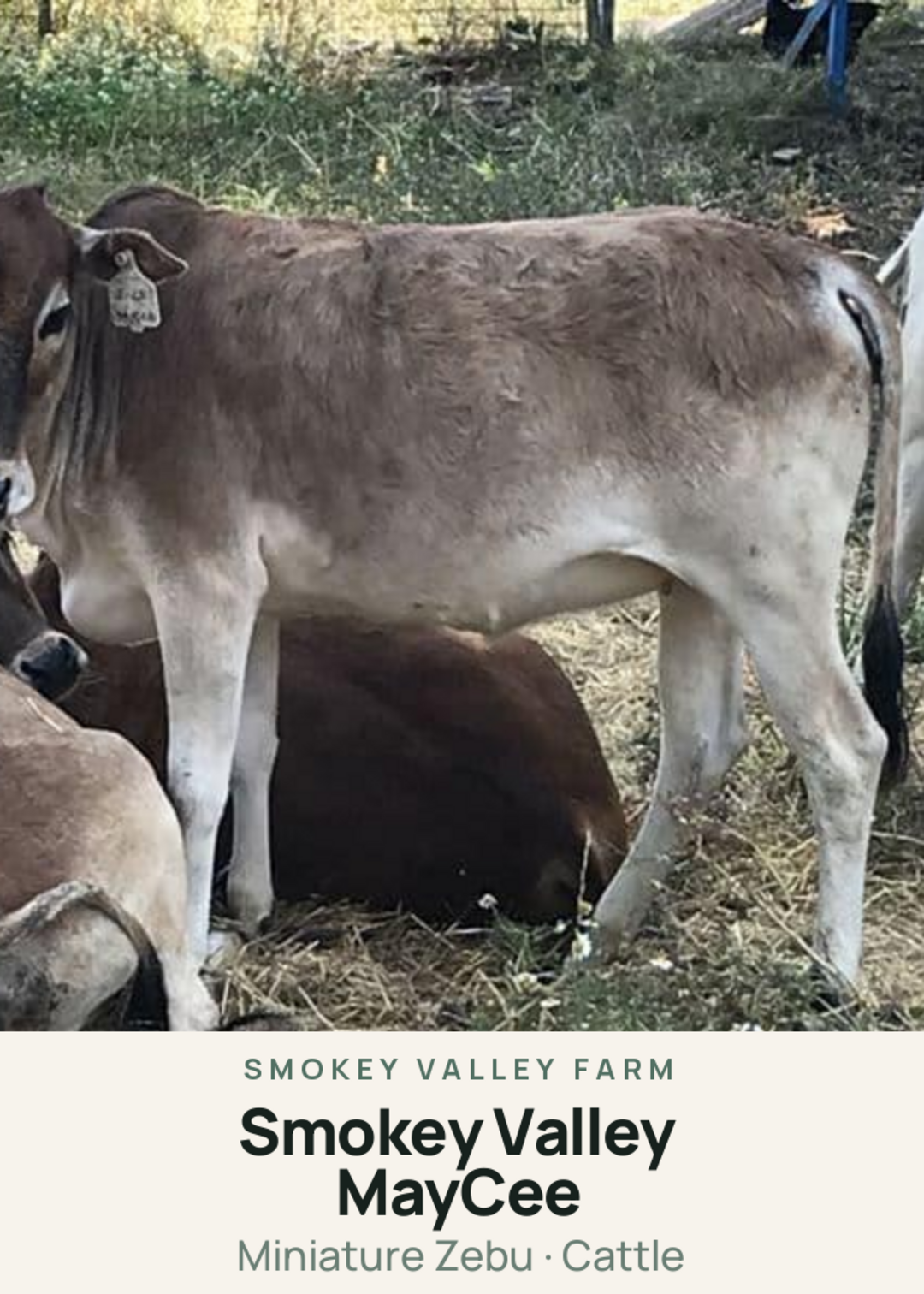 Smokey Valley MayCee Creature Card