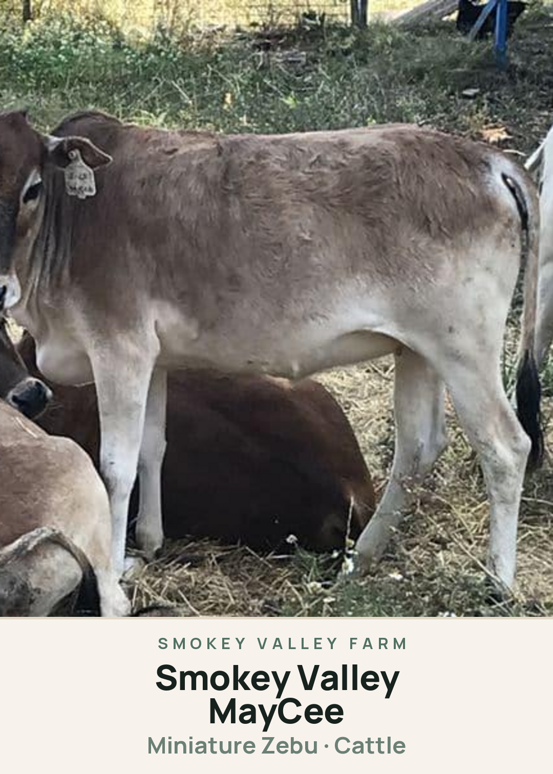 Smokey Valley MayCee Creature Card