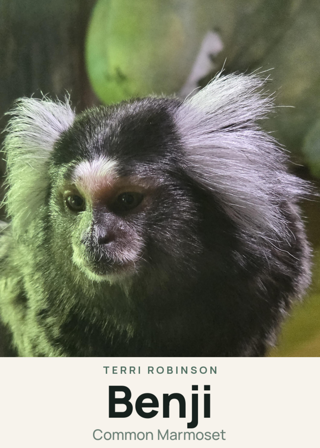 Benji Creature Card
