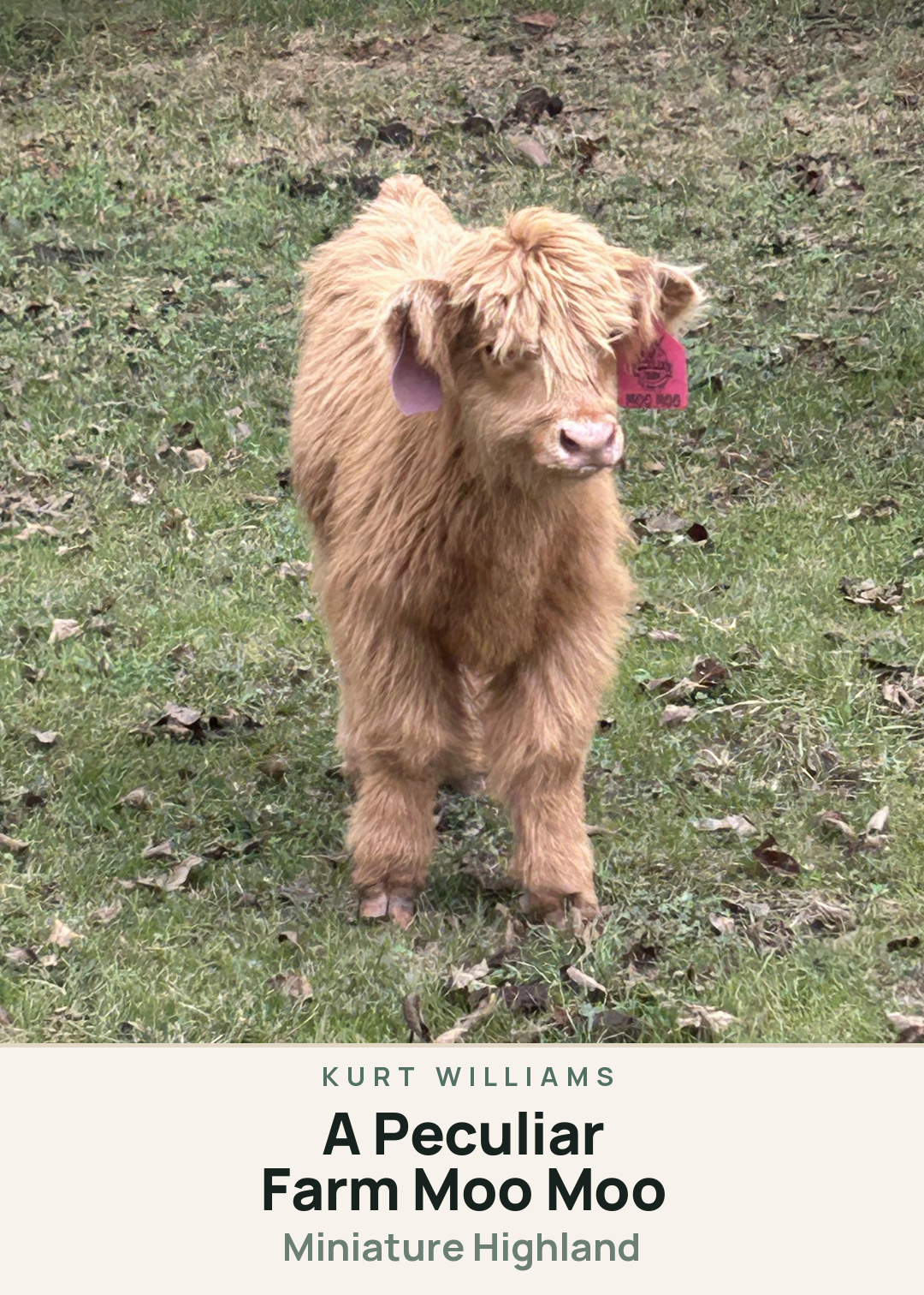 A Peculiar Farm Moo Moo Creature Card